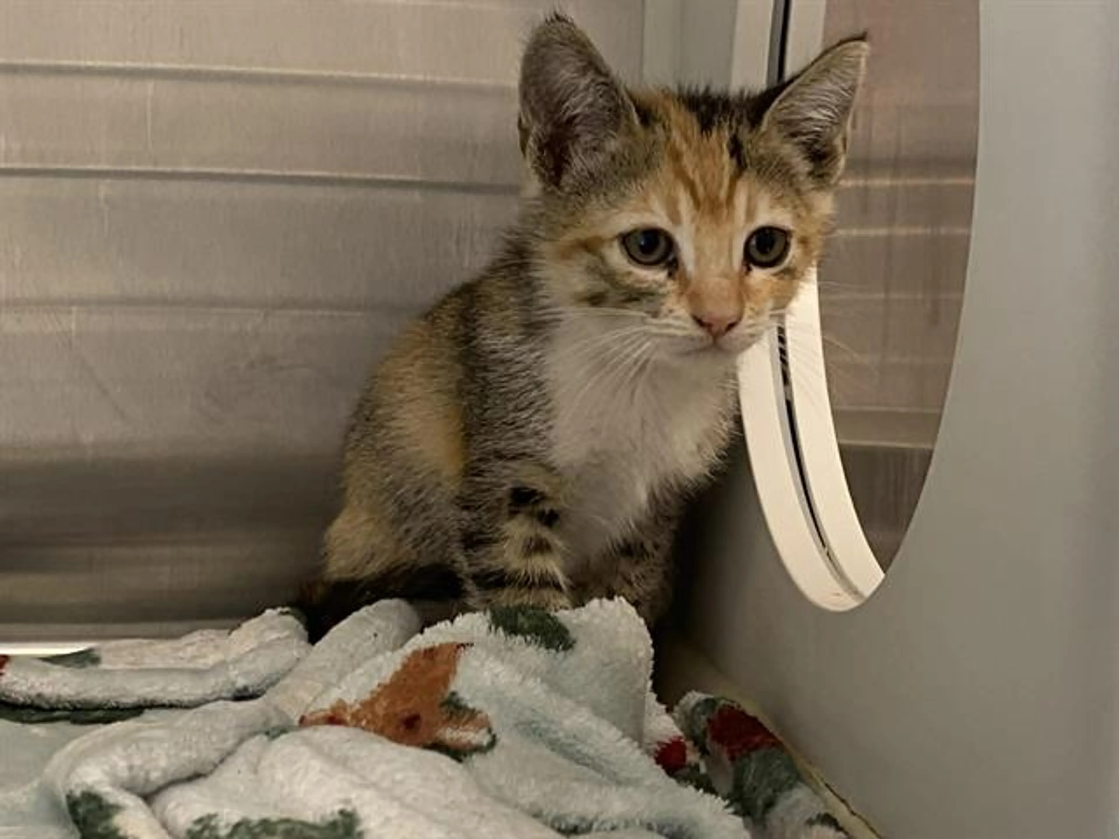 Found pet