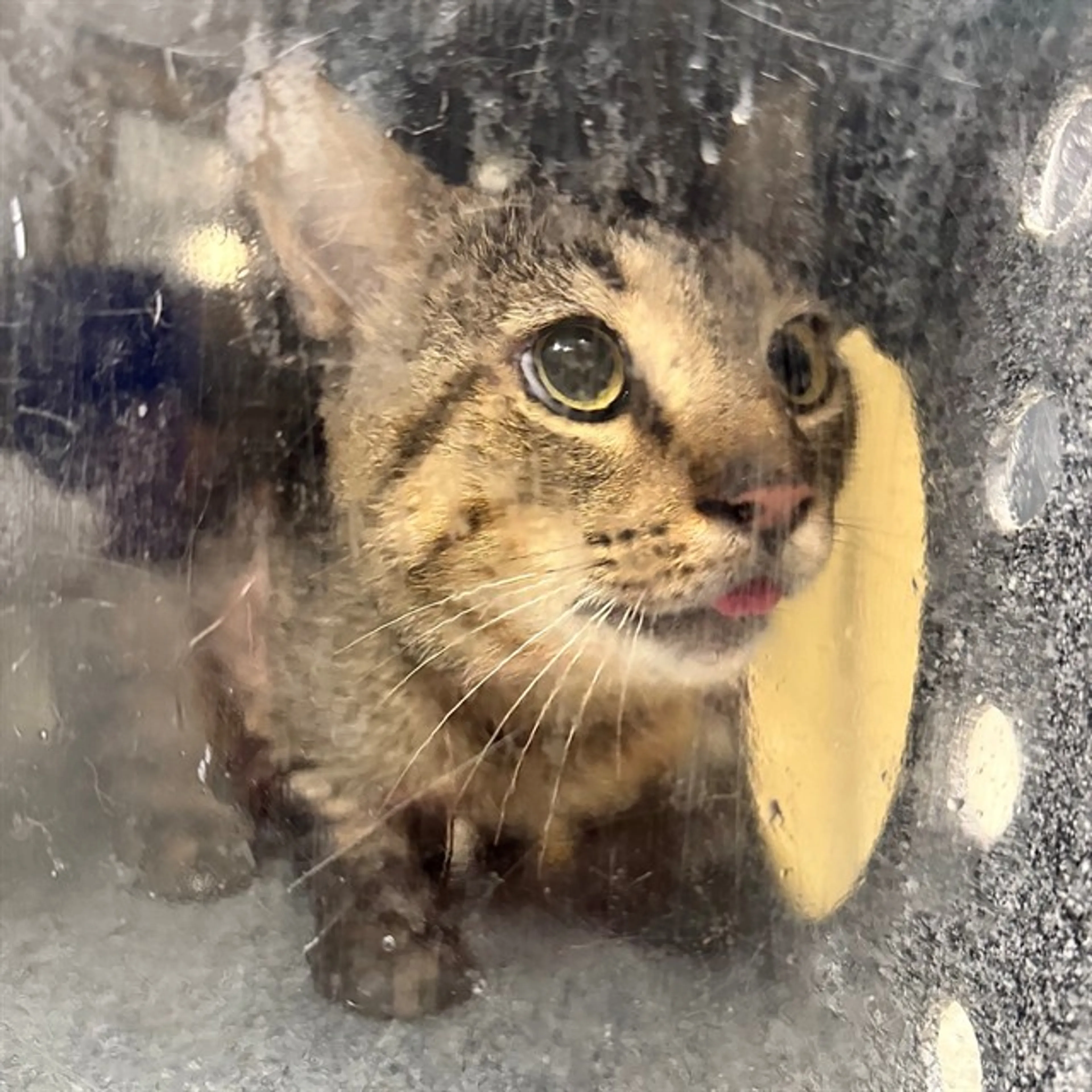 cdn image