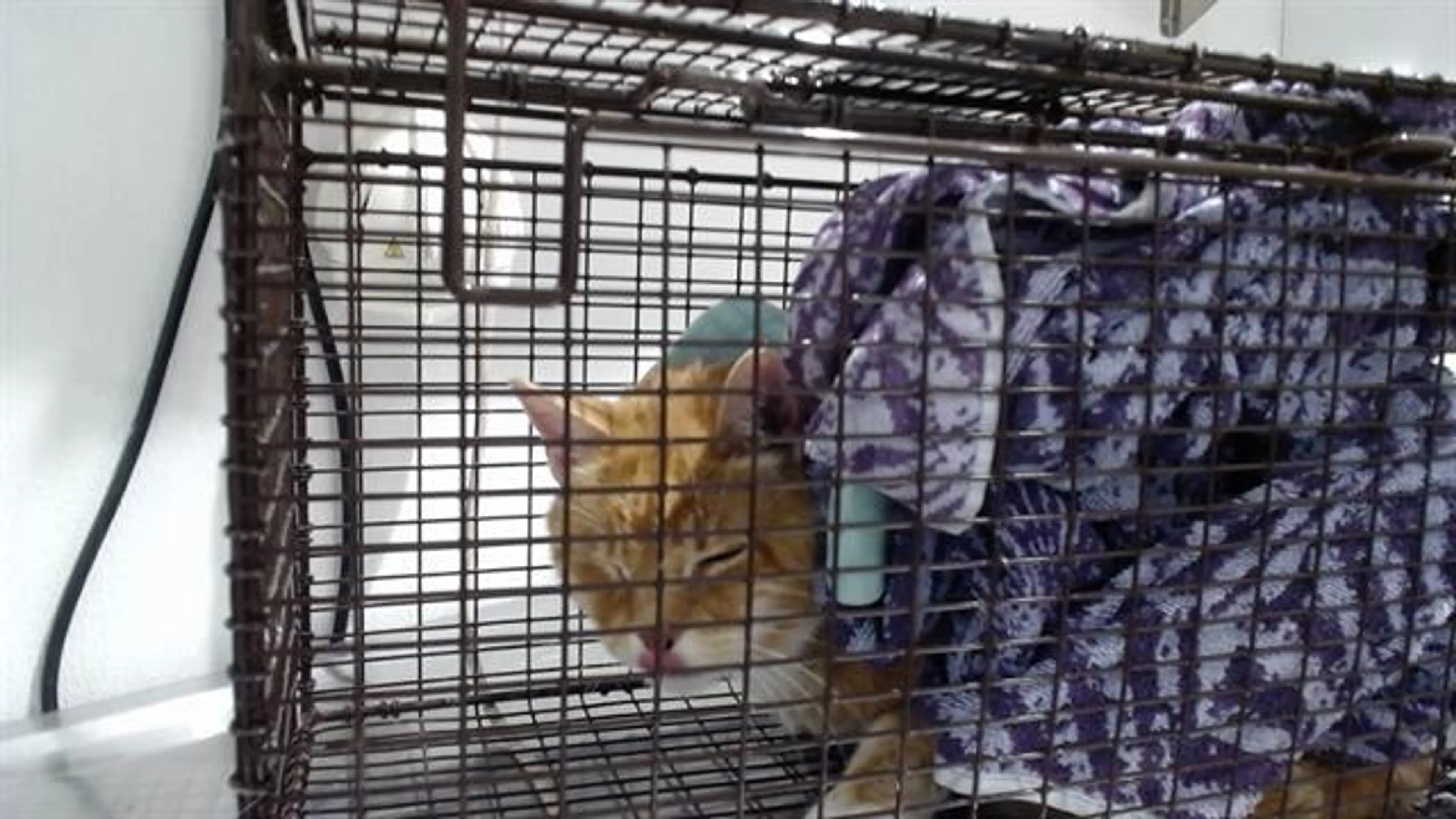 Found pet