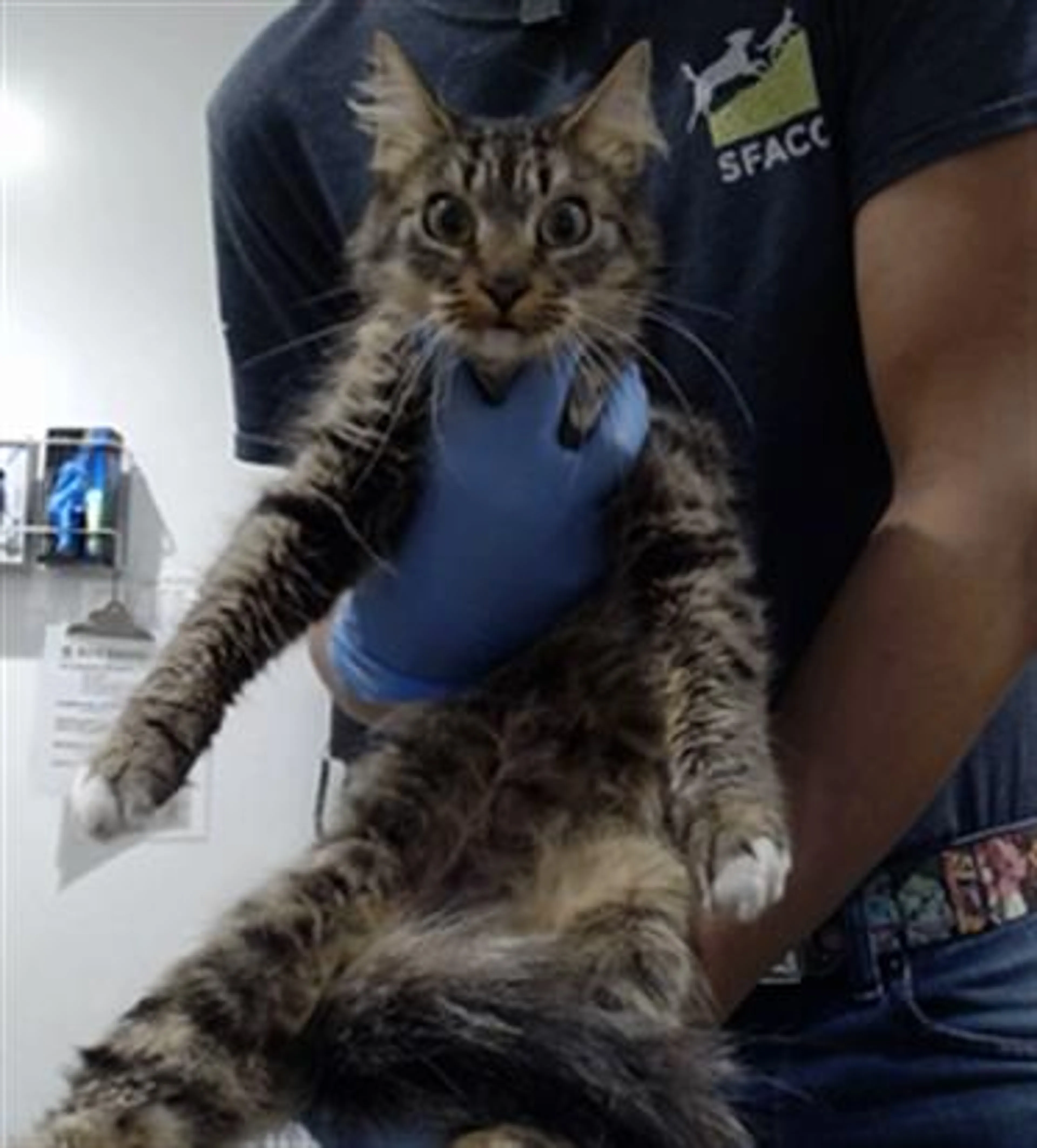 Found pet