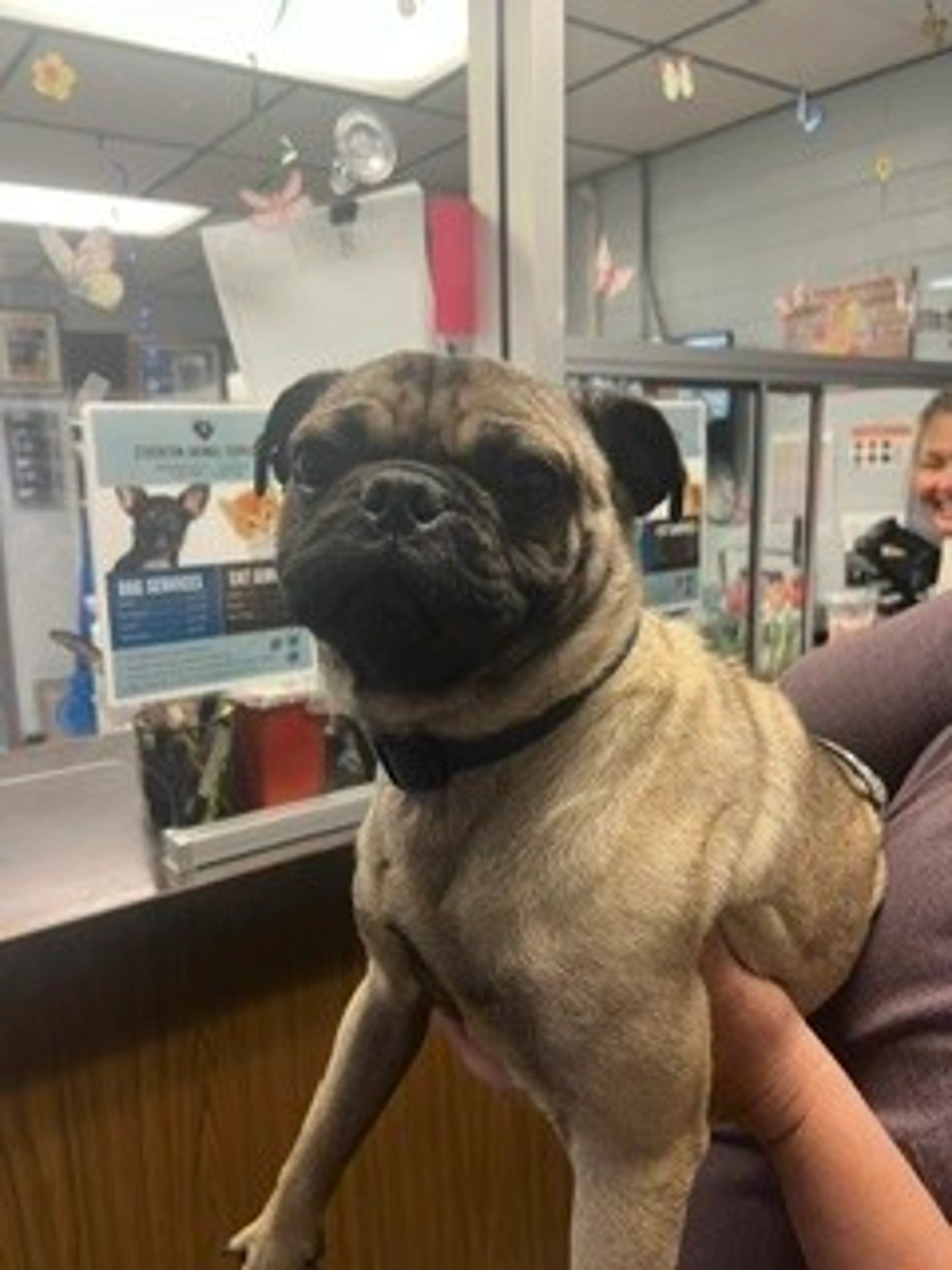 Found pet