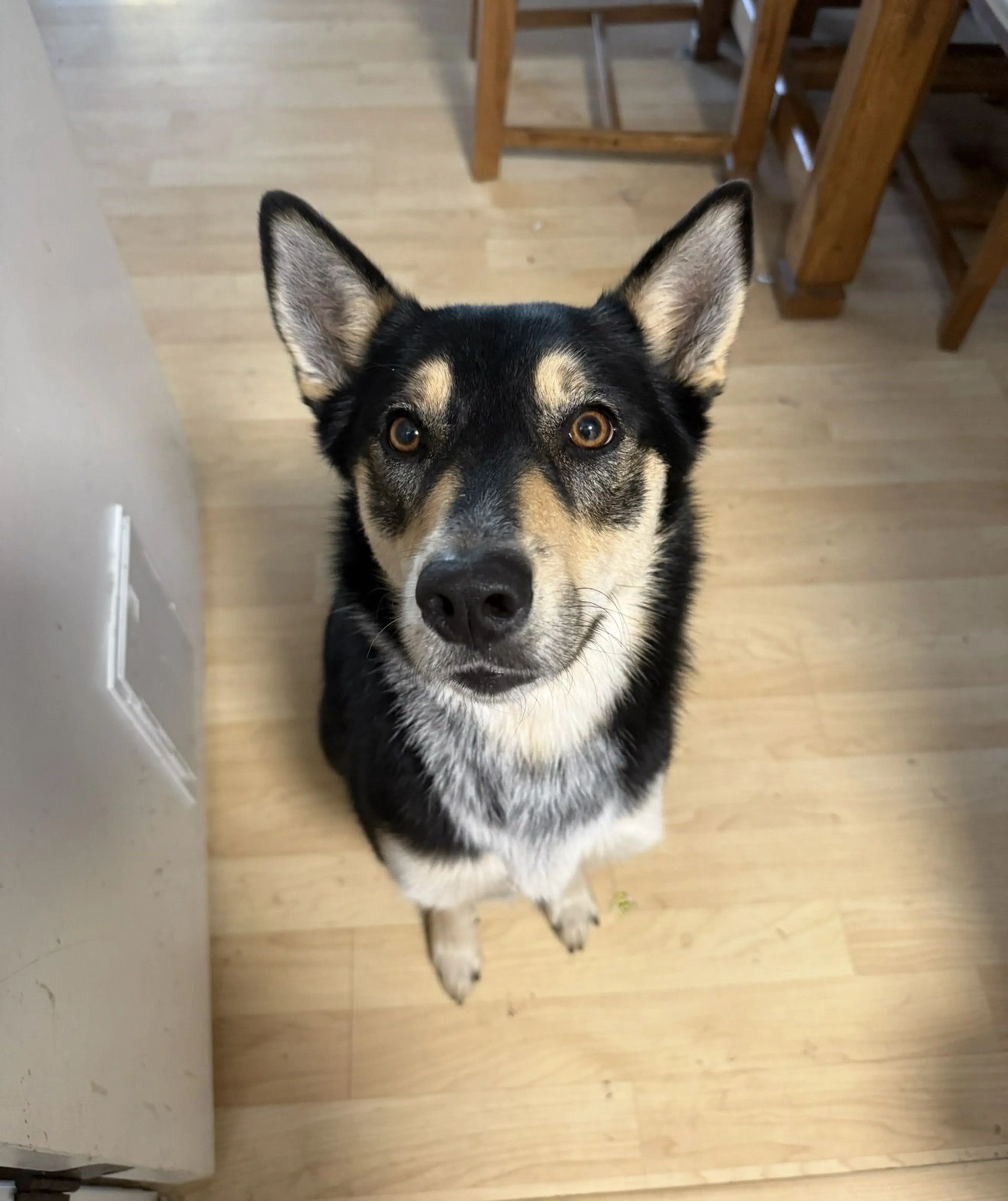 Lost pet-1