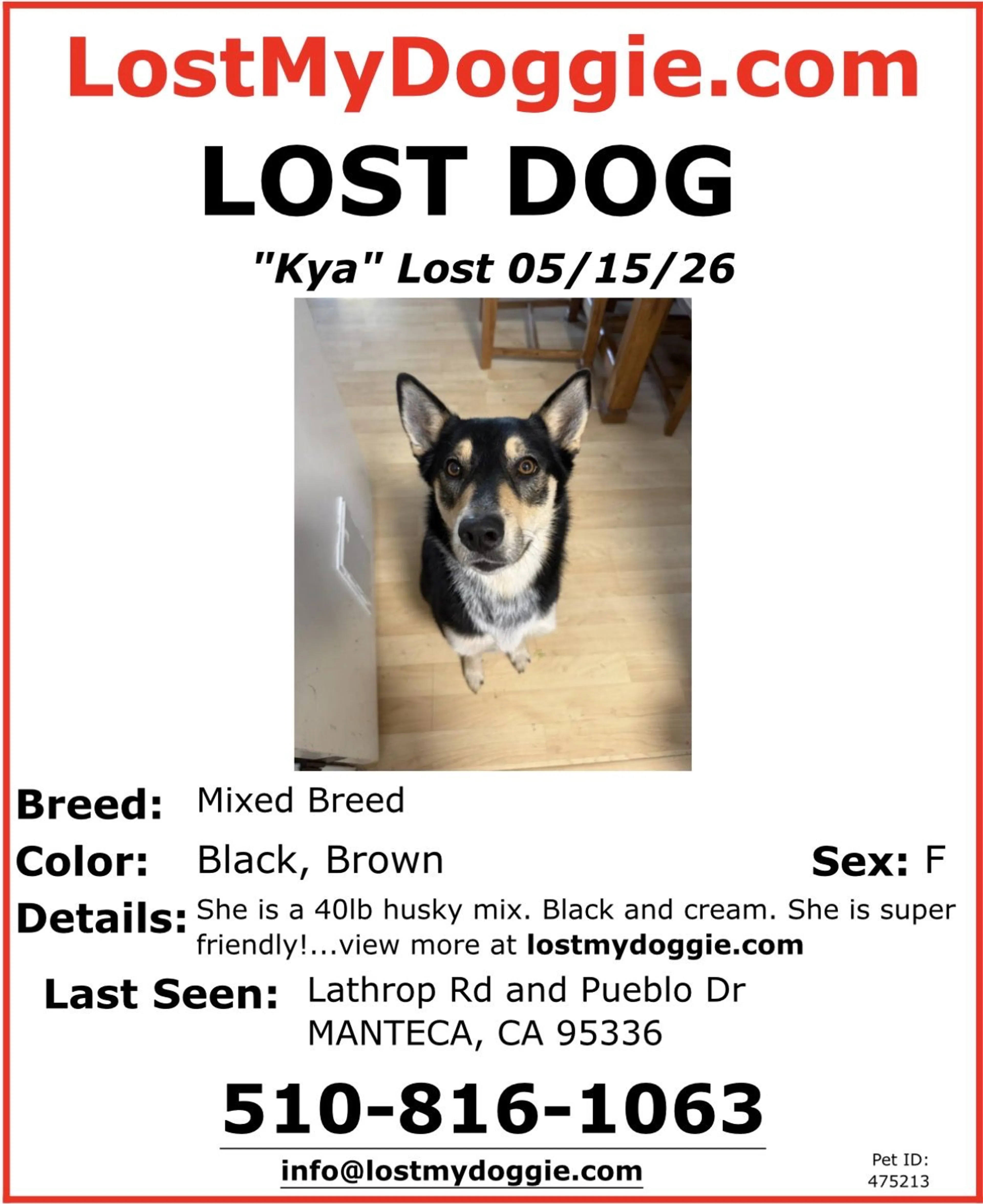 Lost pet-0