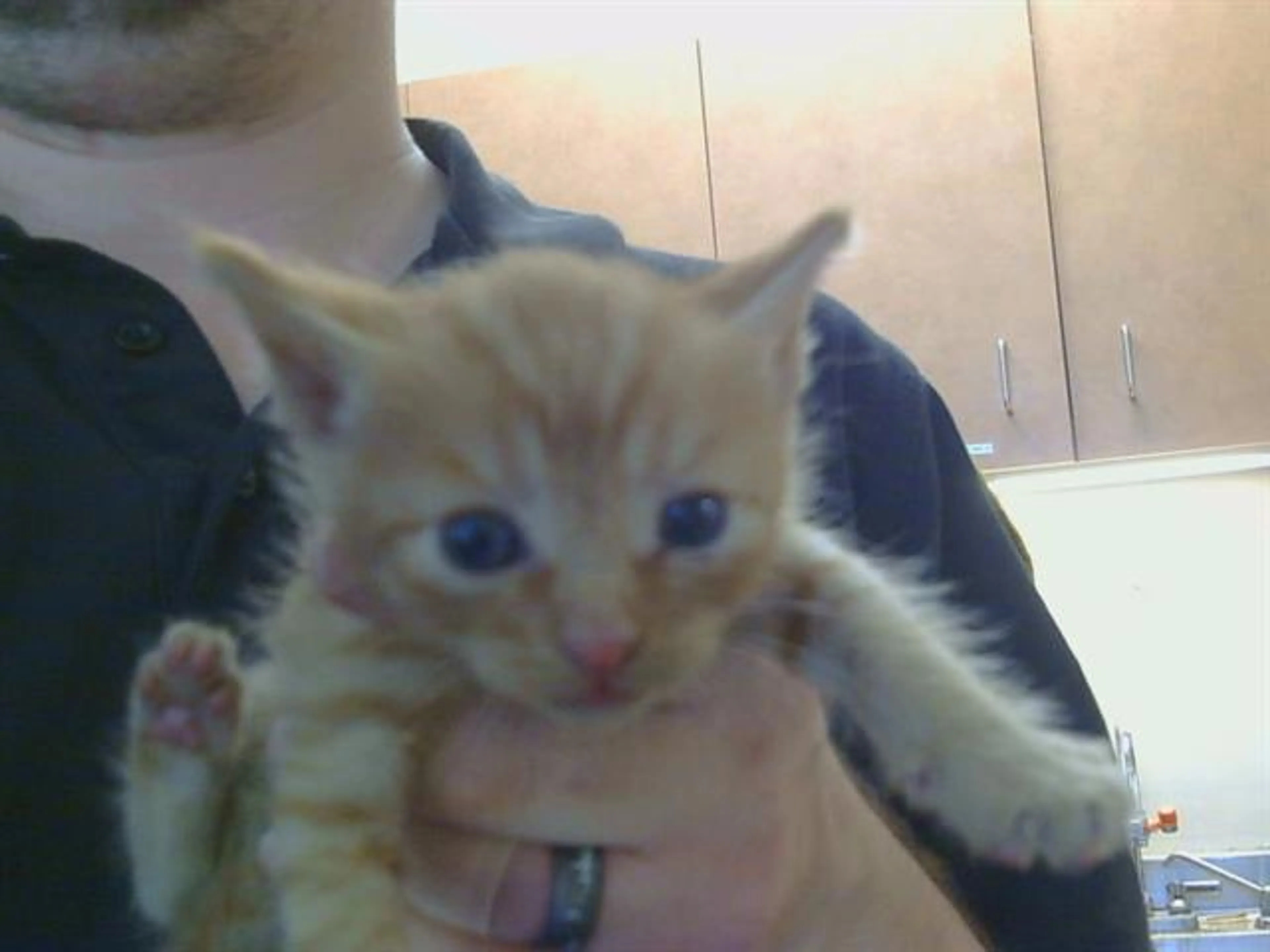 Found pet