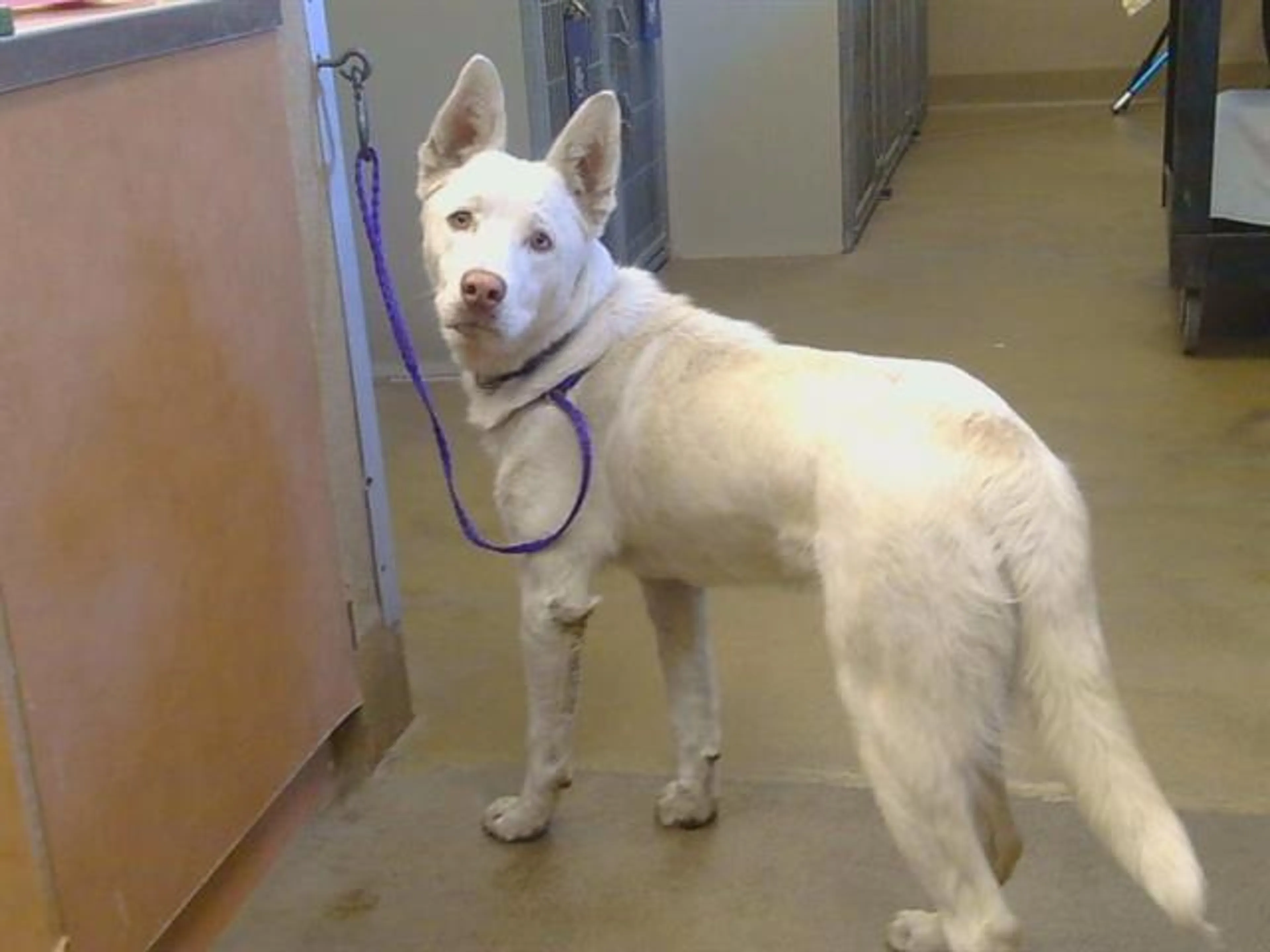 Found pet