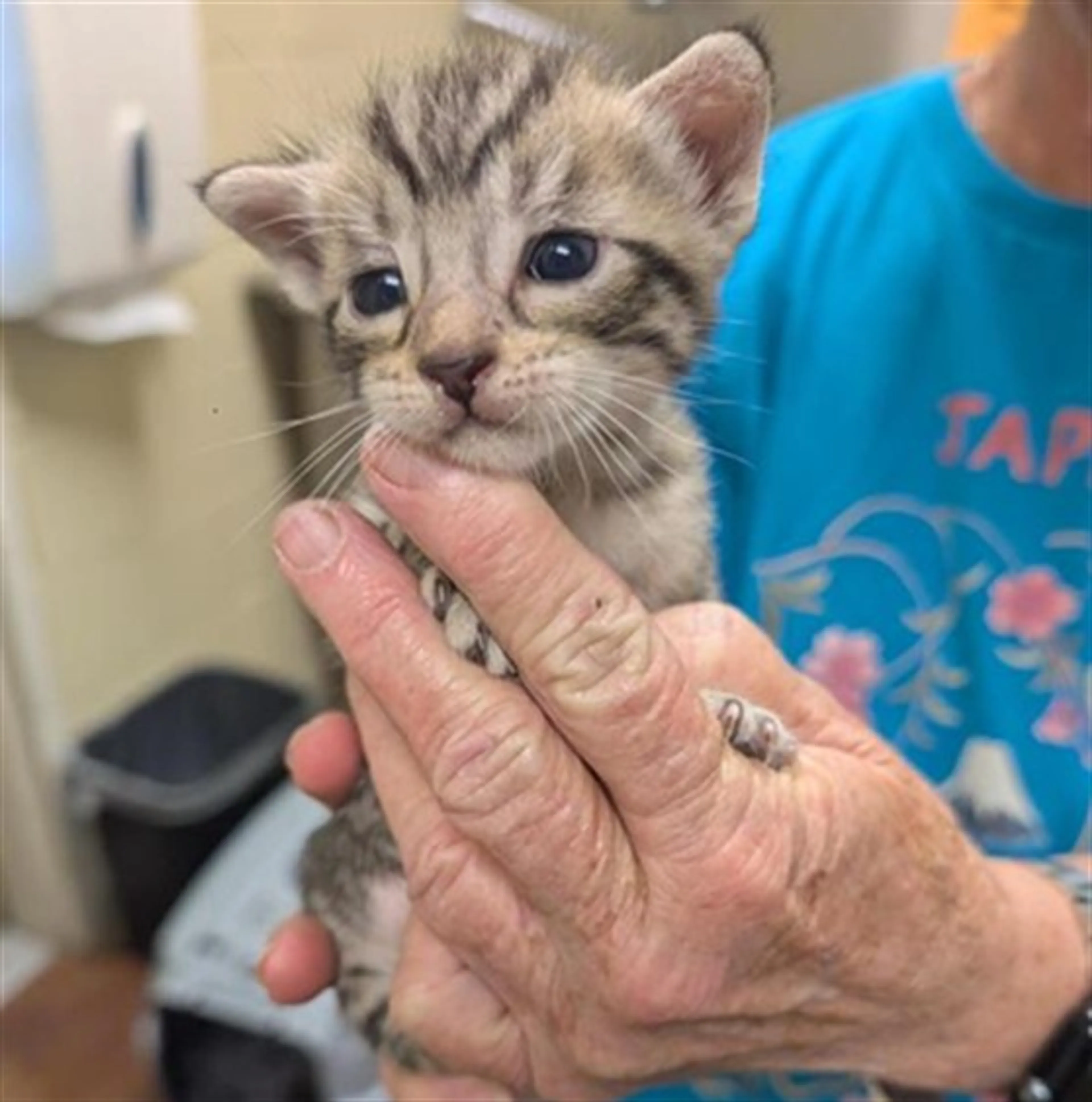 Found pet