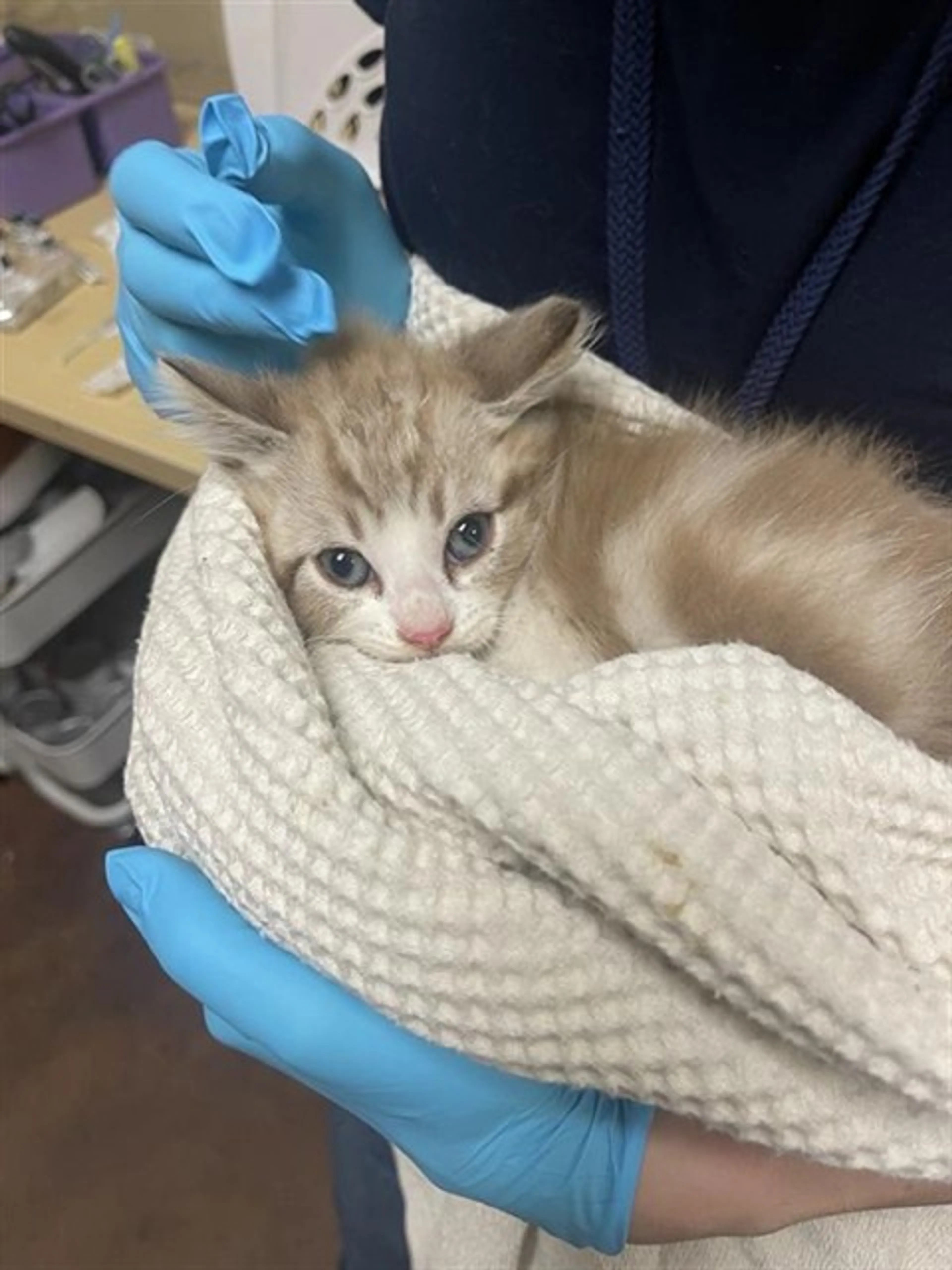 Found pet