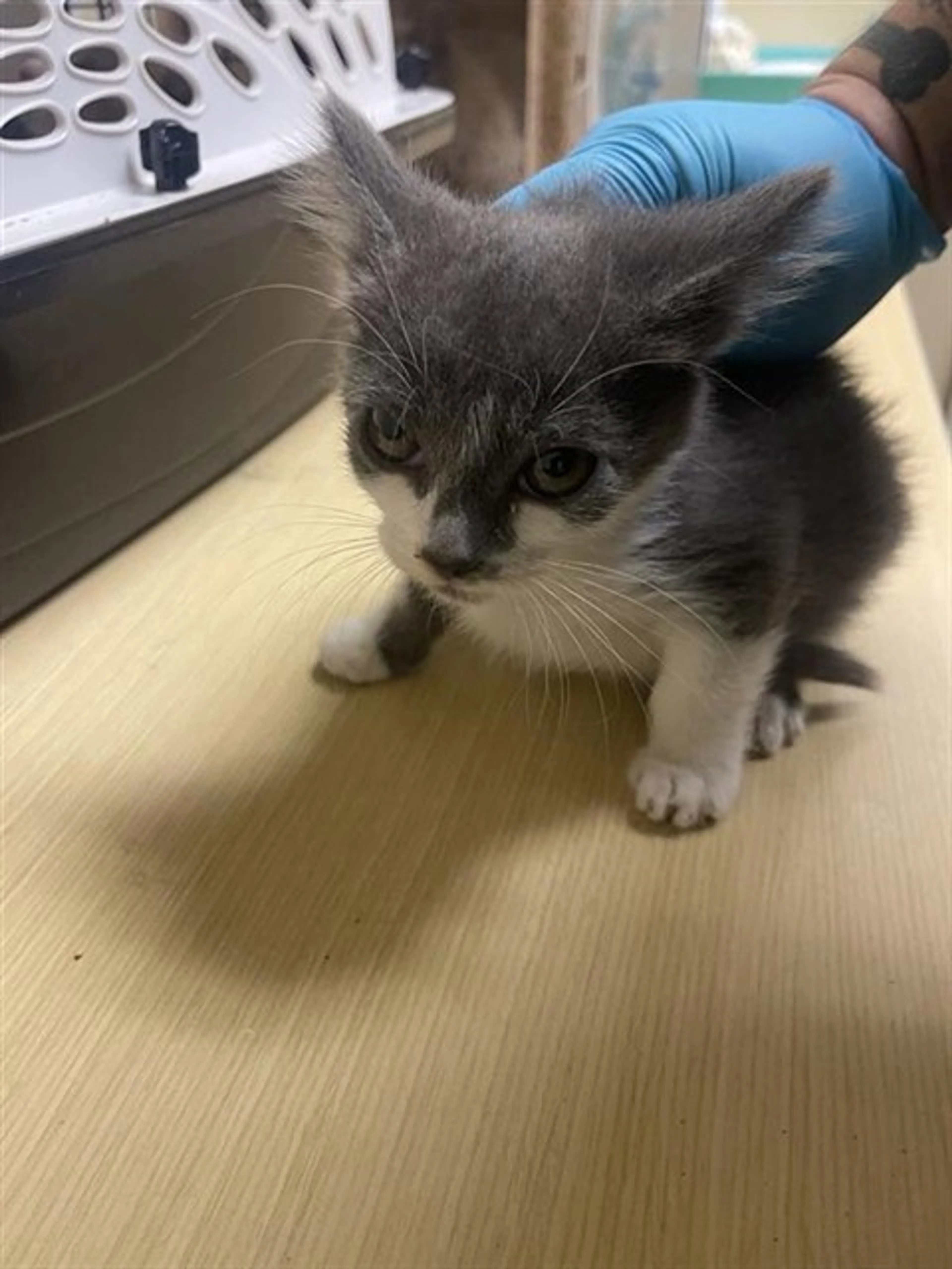 Found pet