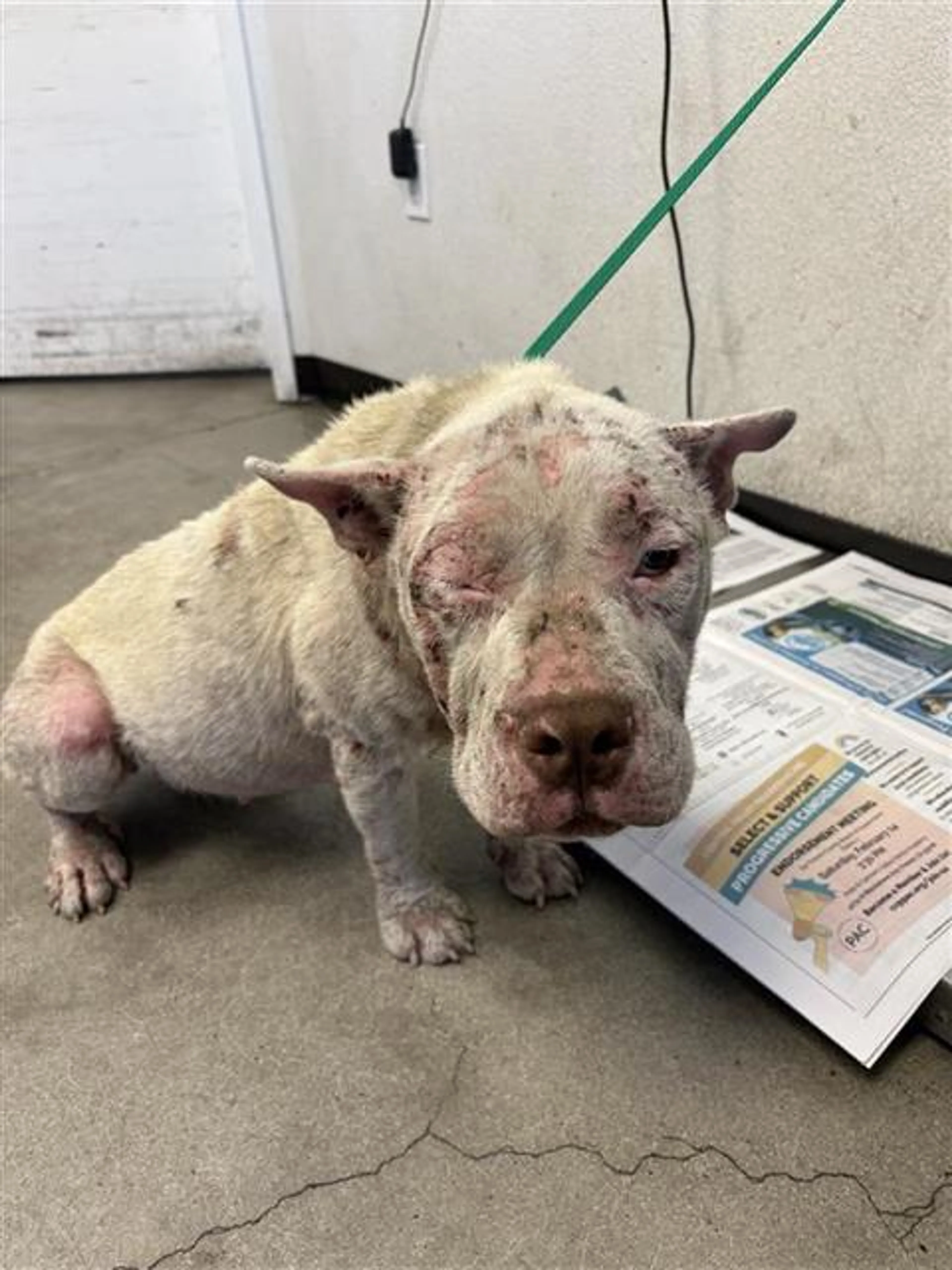 Found pet