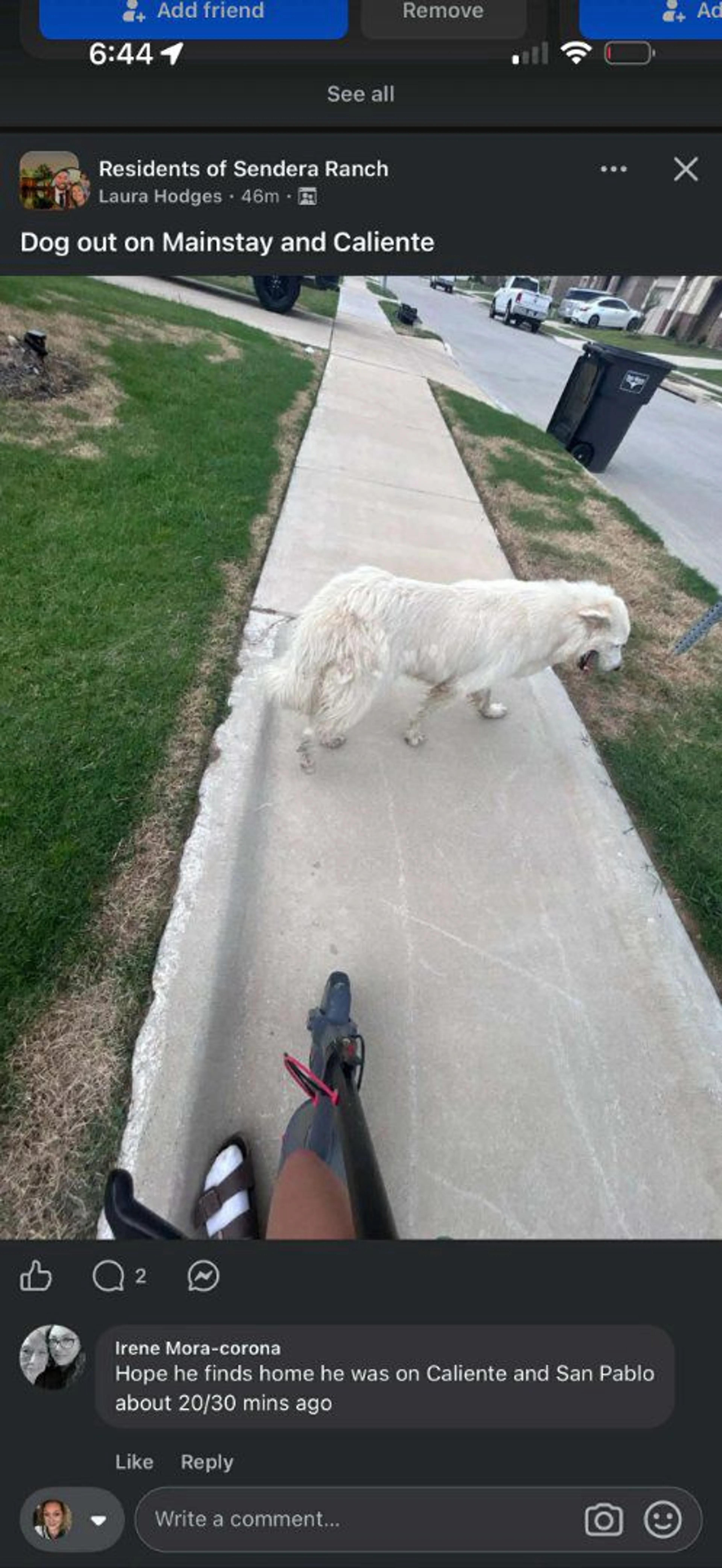 Lost pet