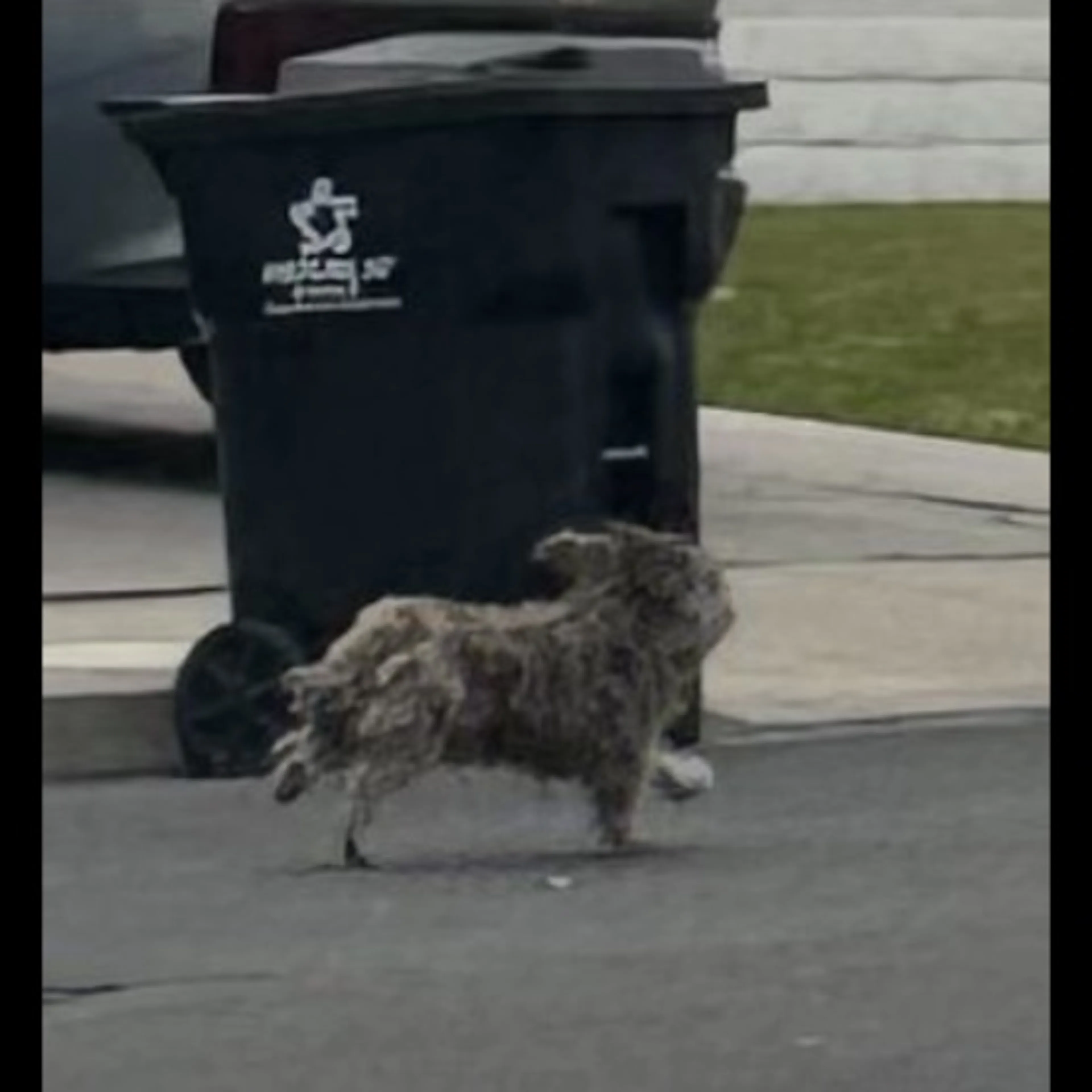 Lost pet