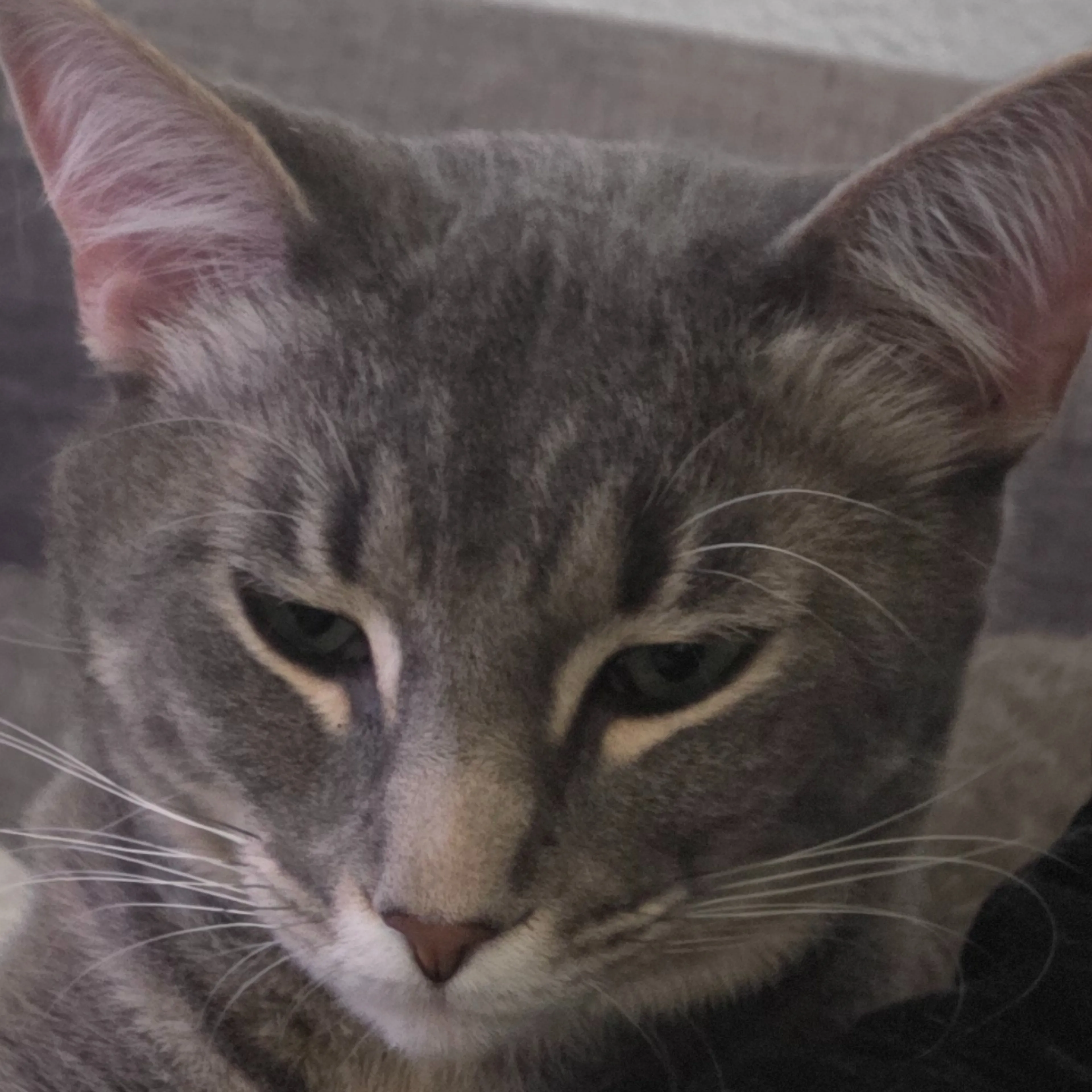 Lost pet-2