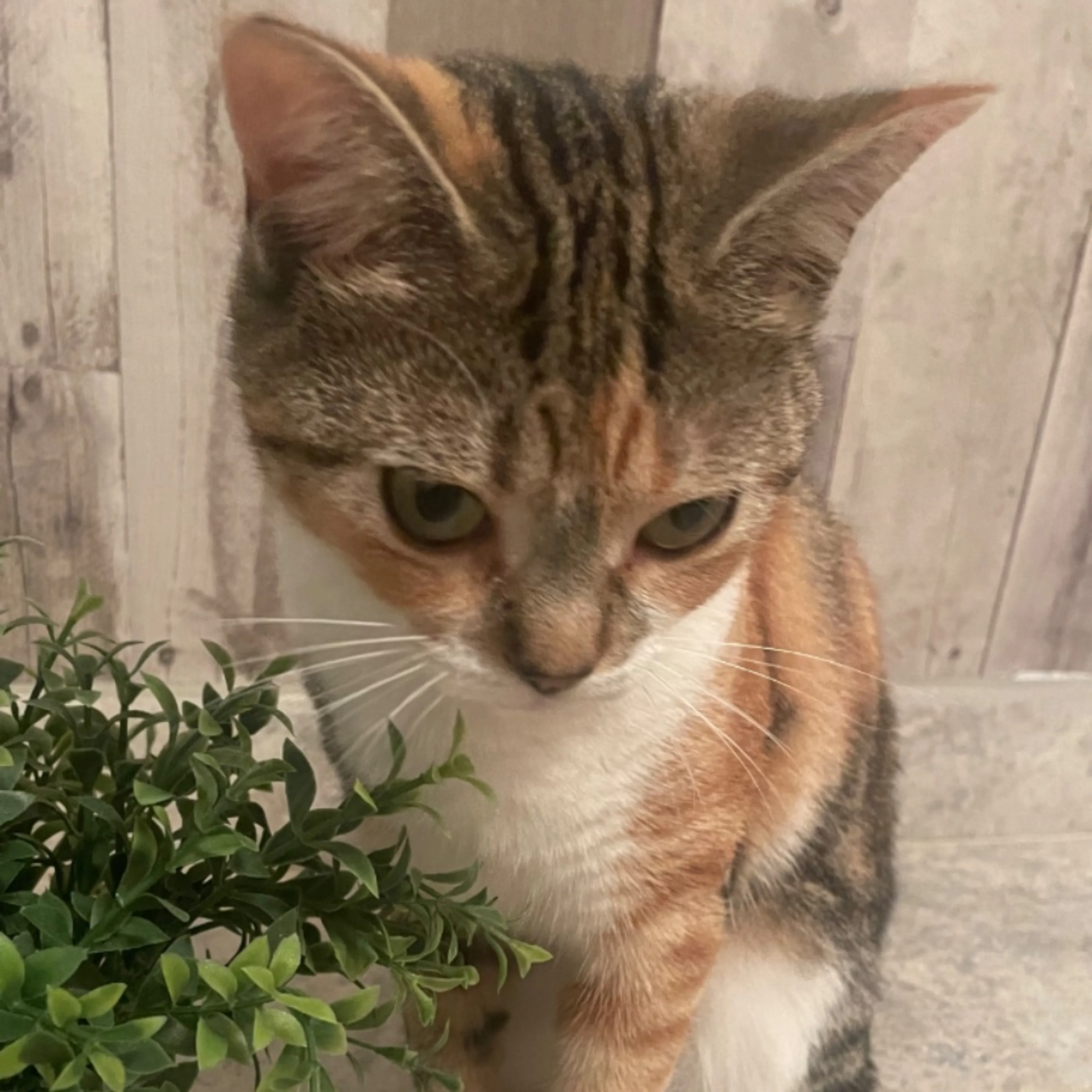 Lost pet