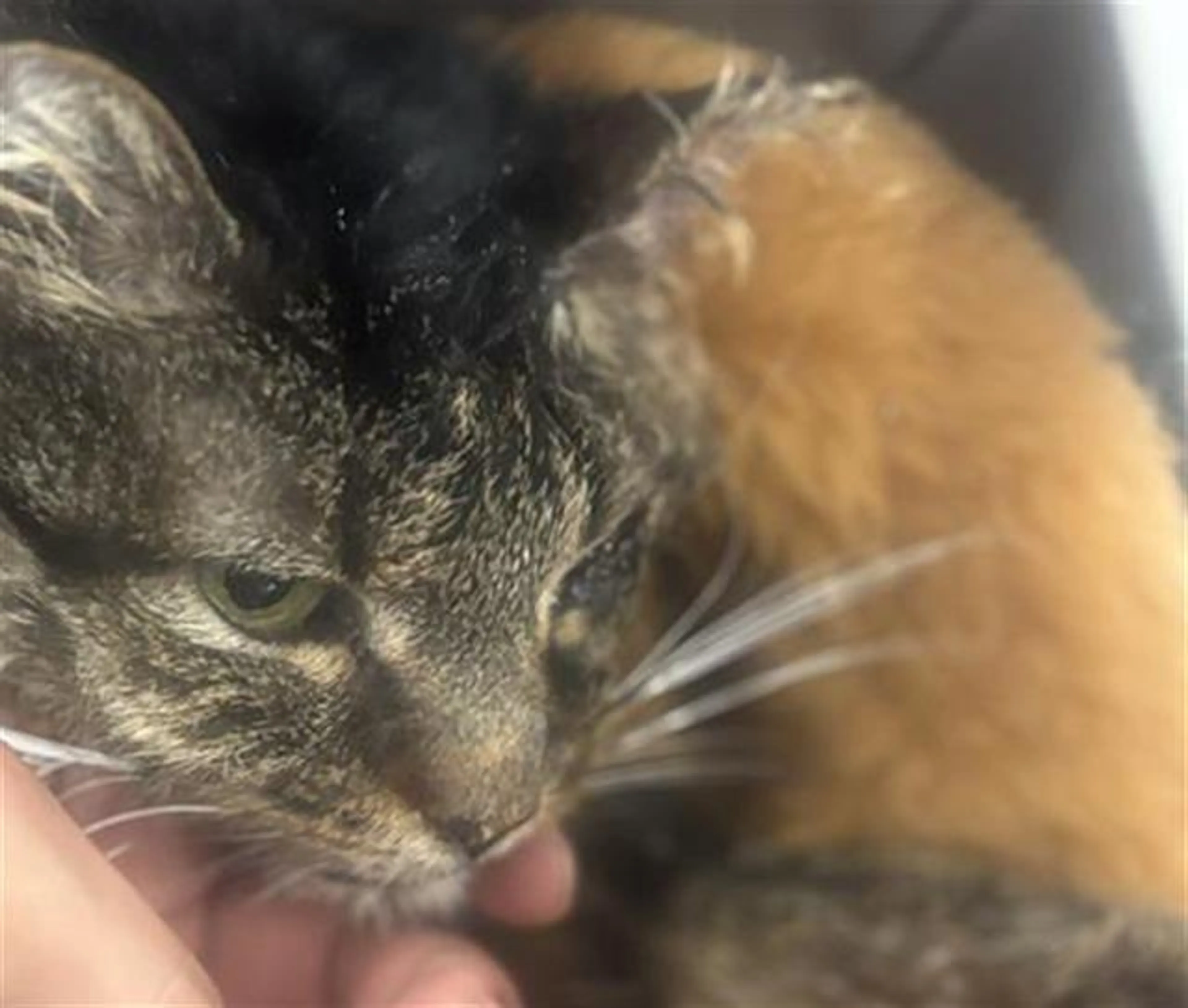 Found pet