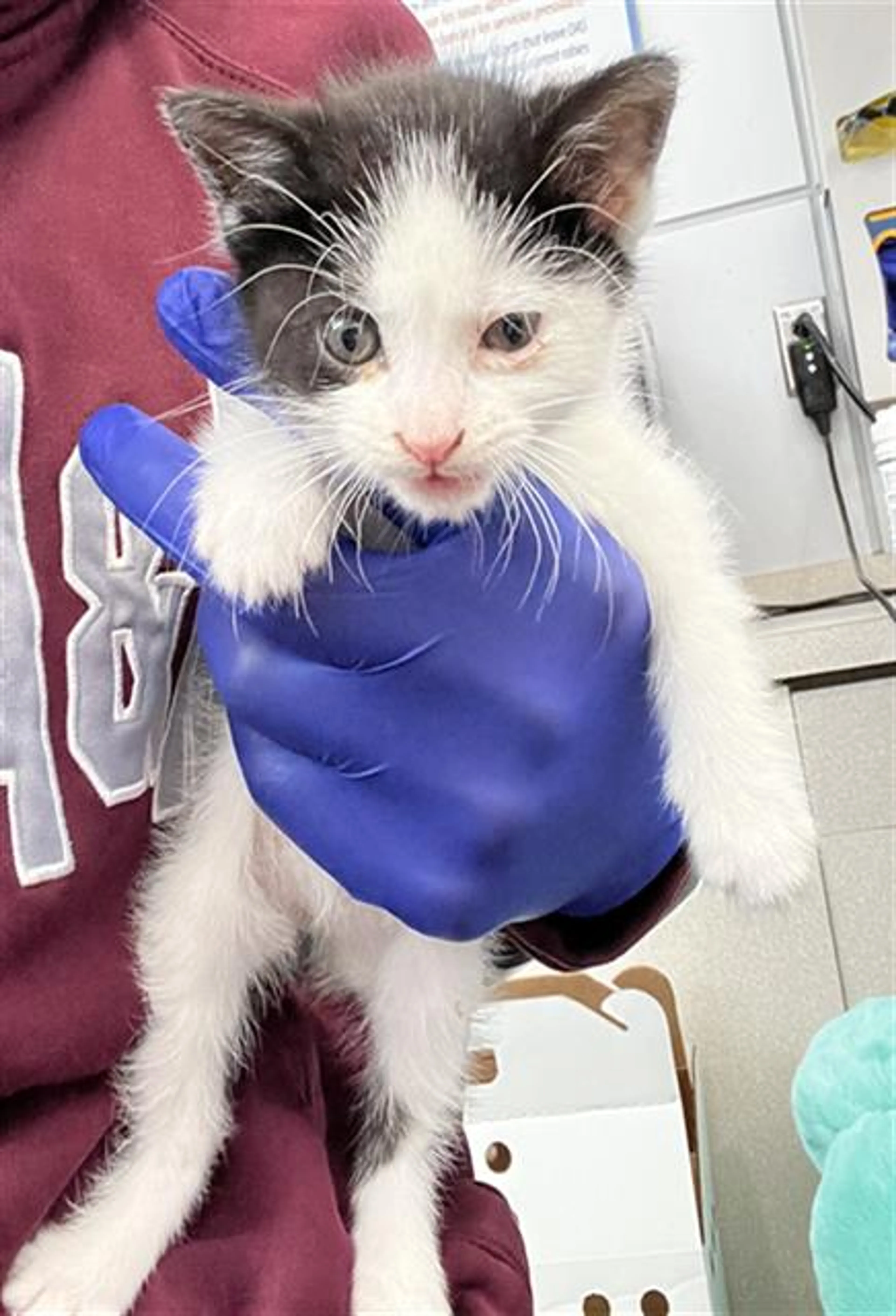 Found pet