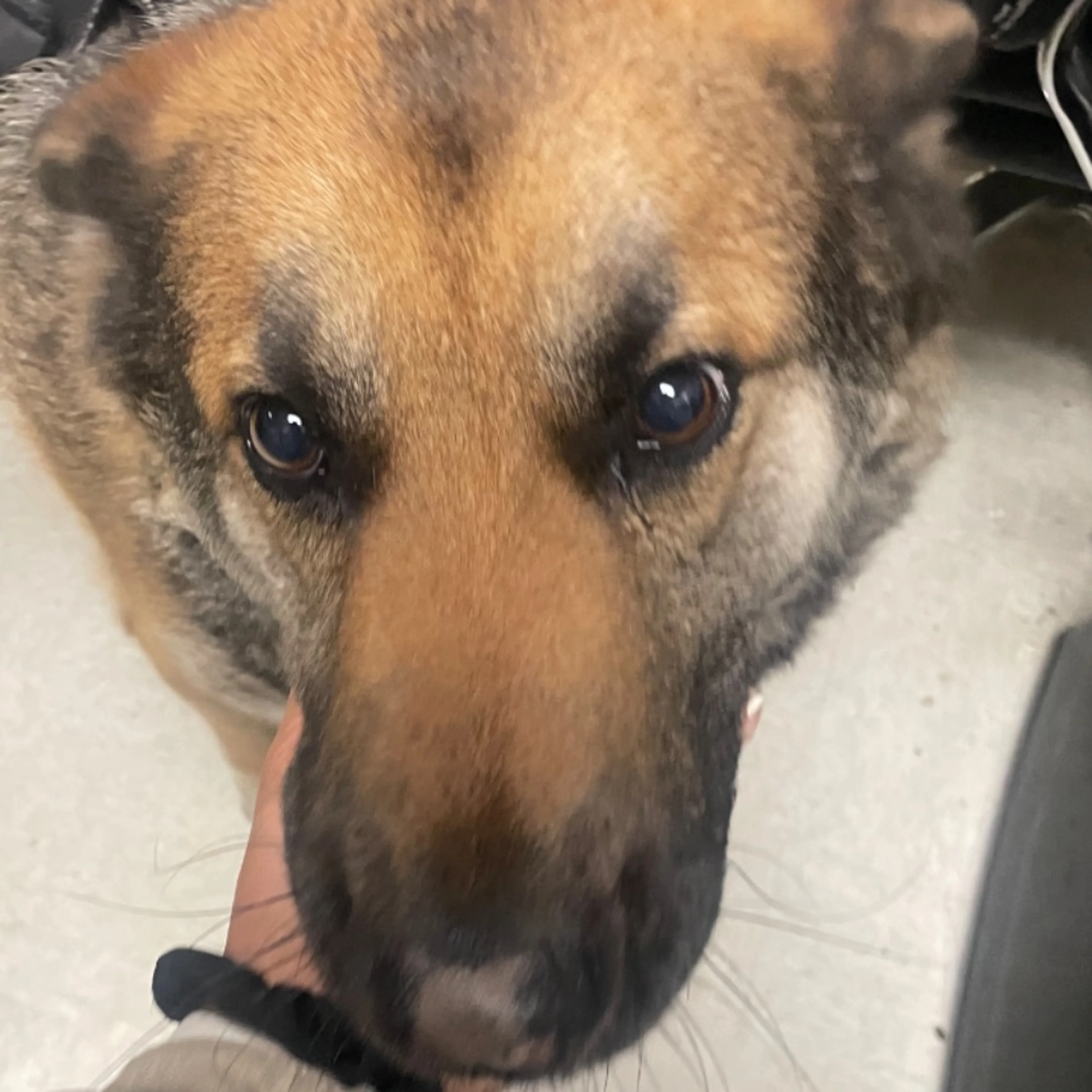 Found pet