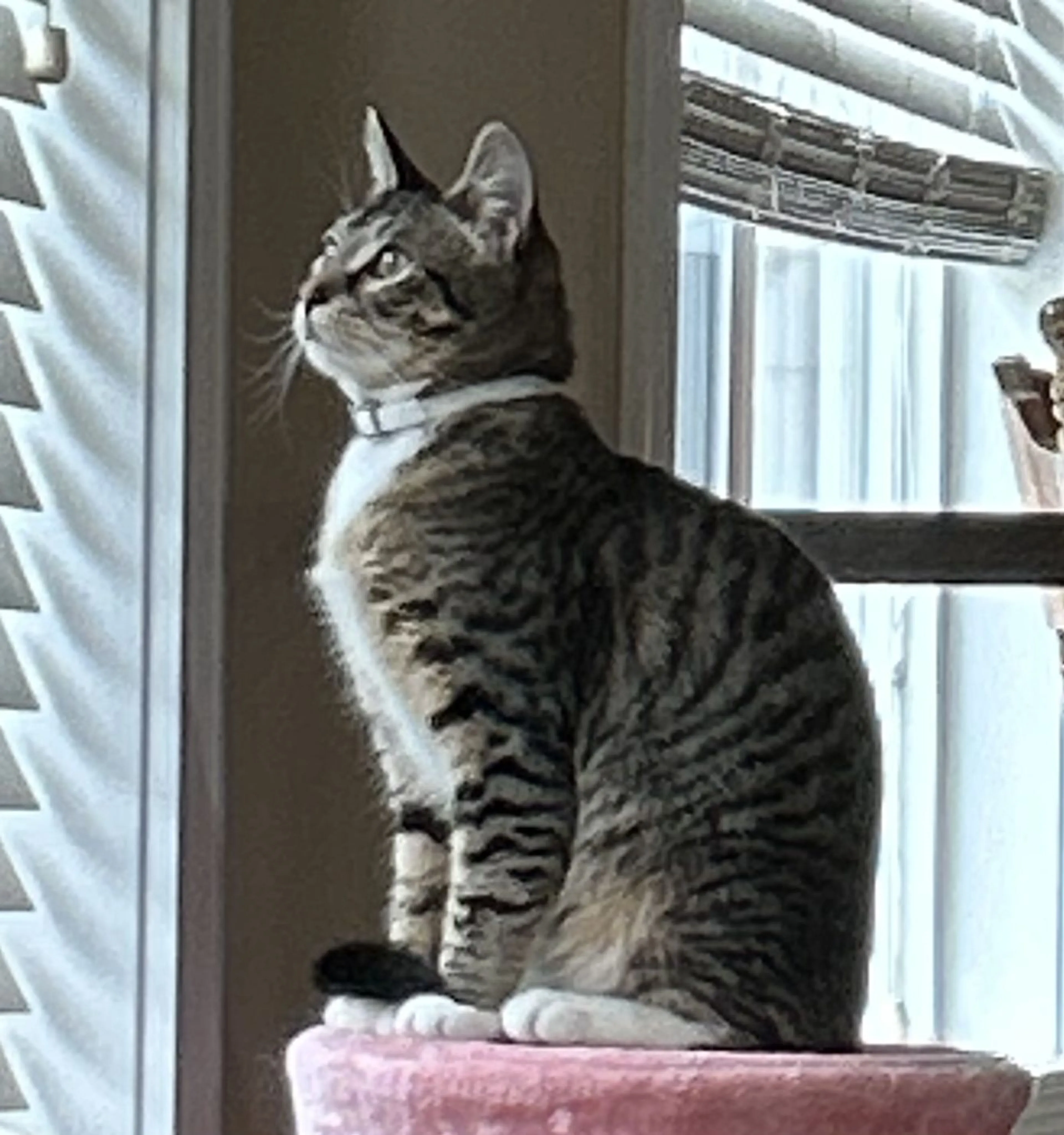 Lost pet