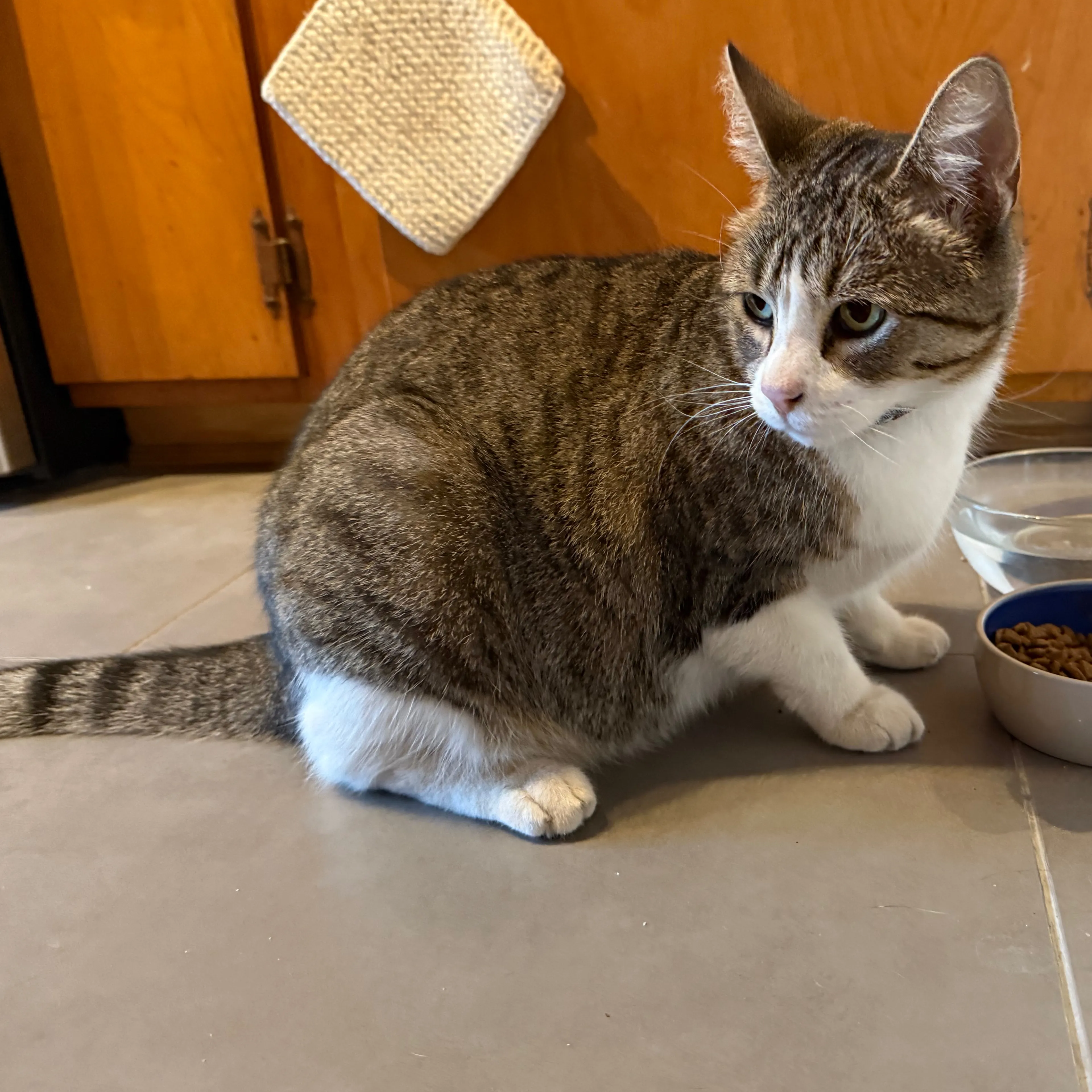 Lost pet-1