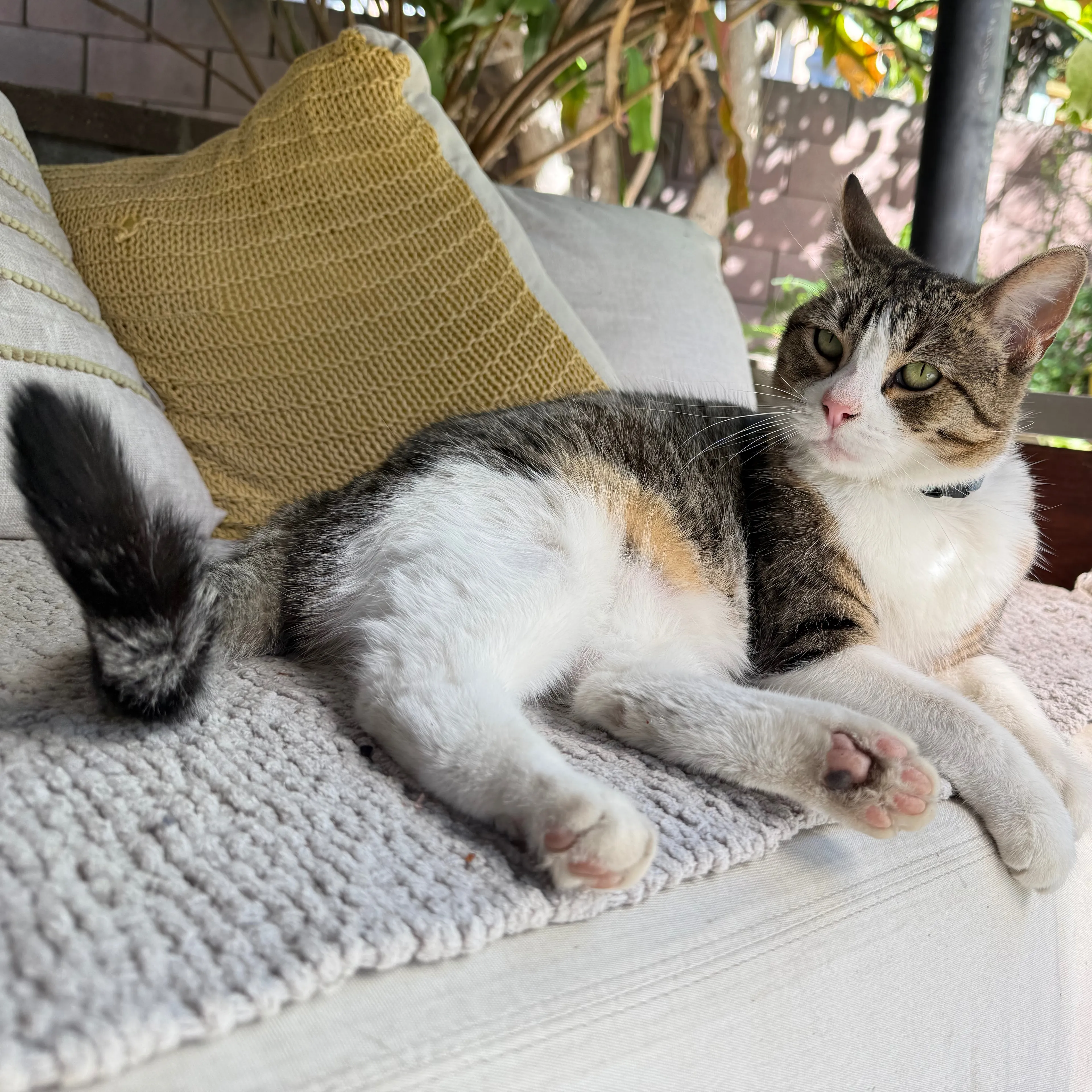 Lost pet-3