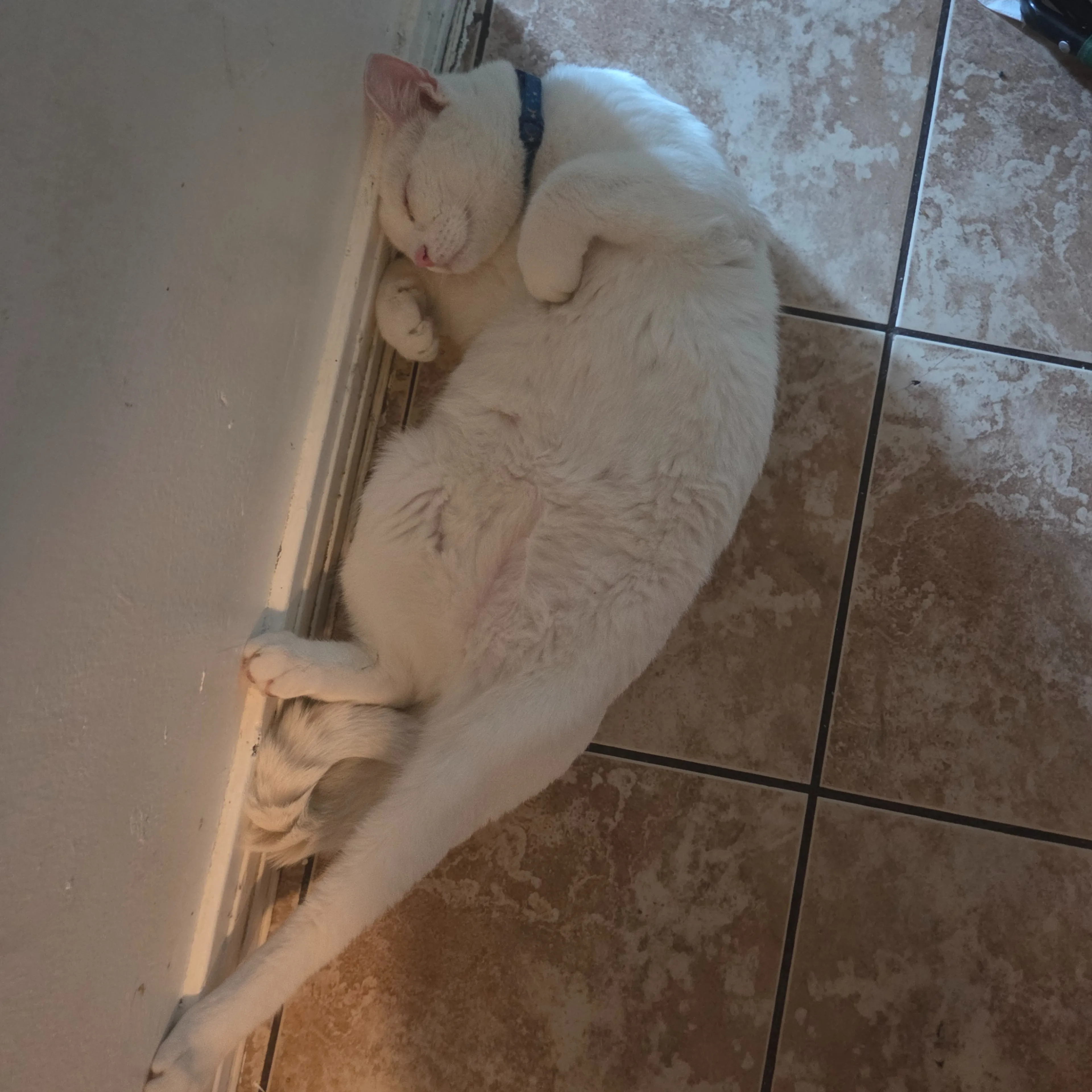 Lost pet-3