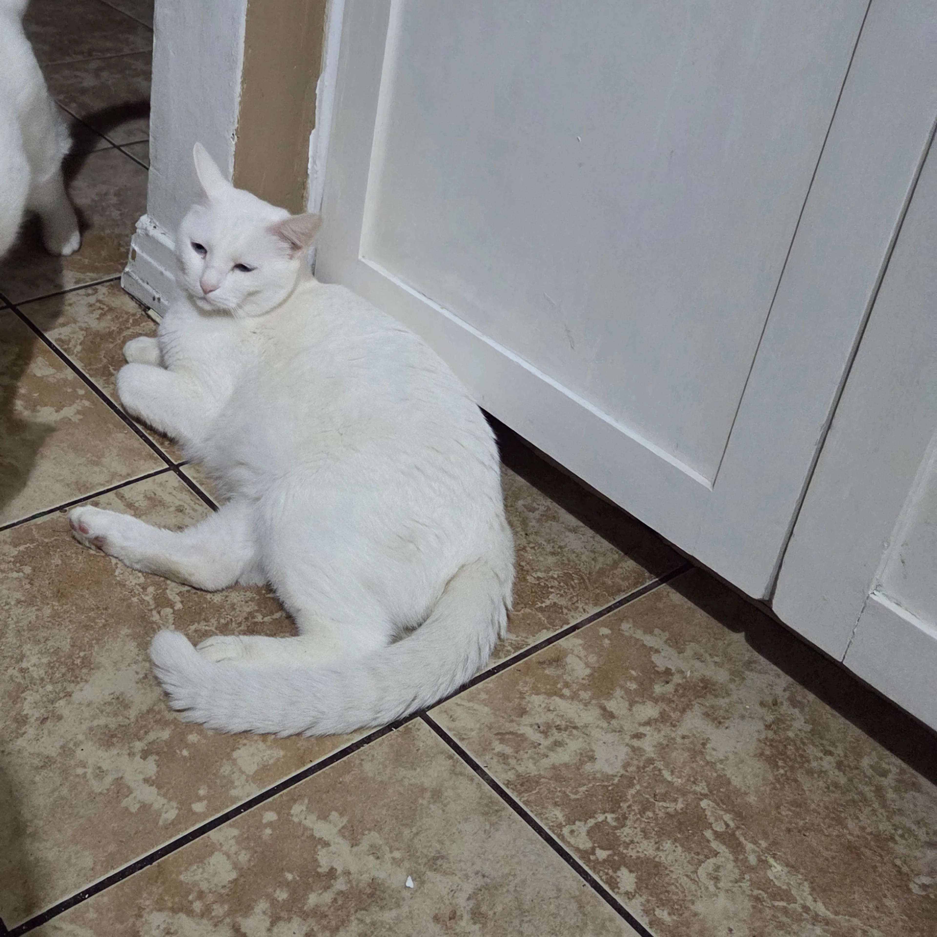 Lost pet-2