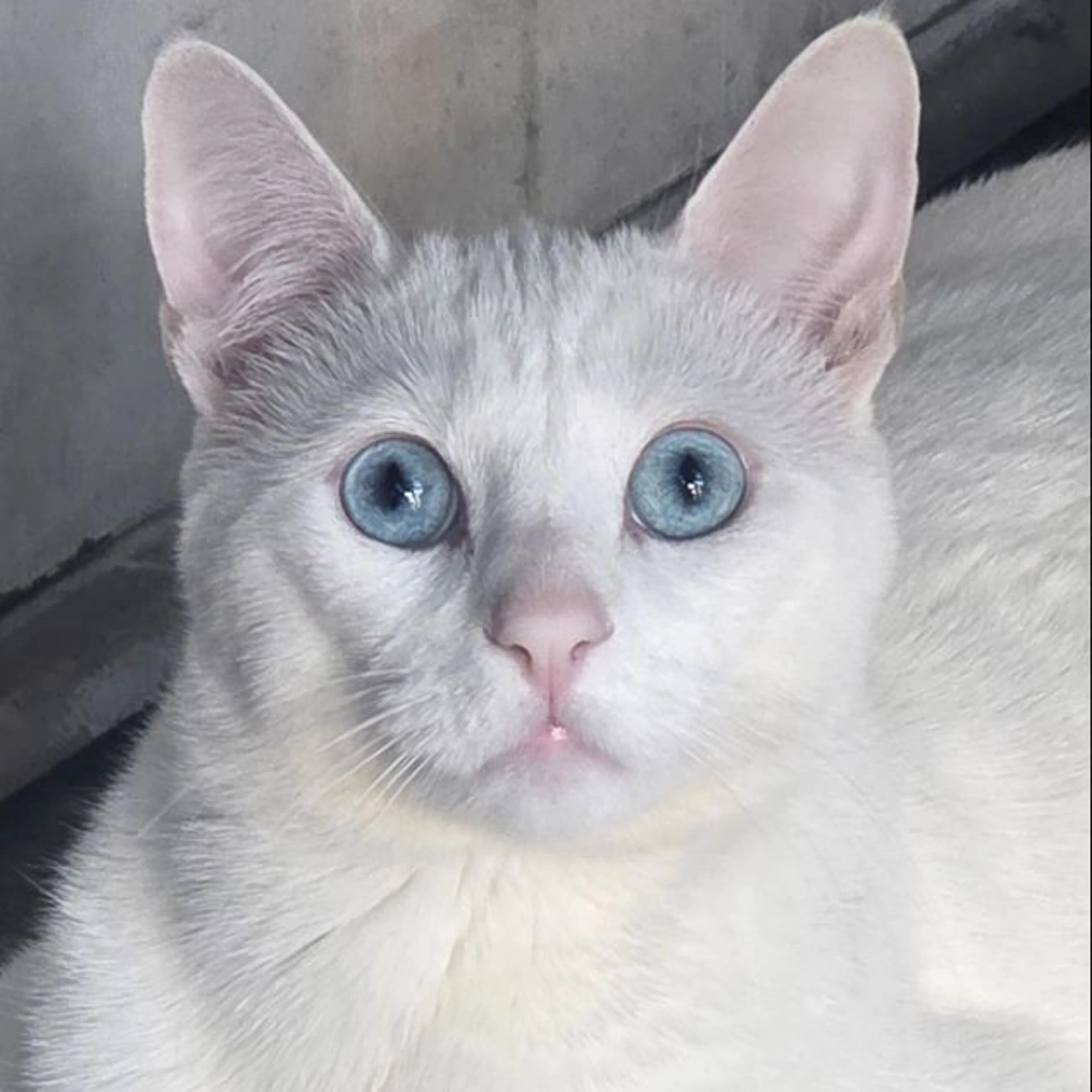 Lost pet-0