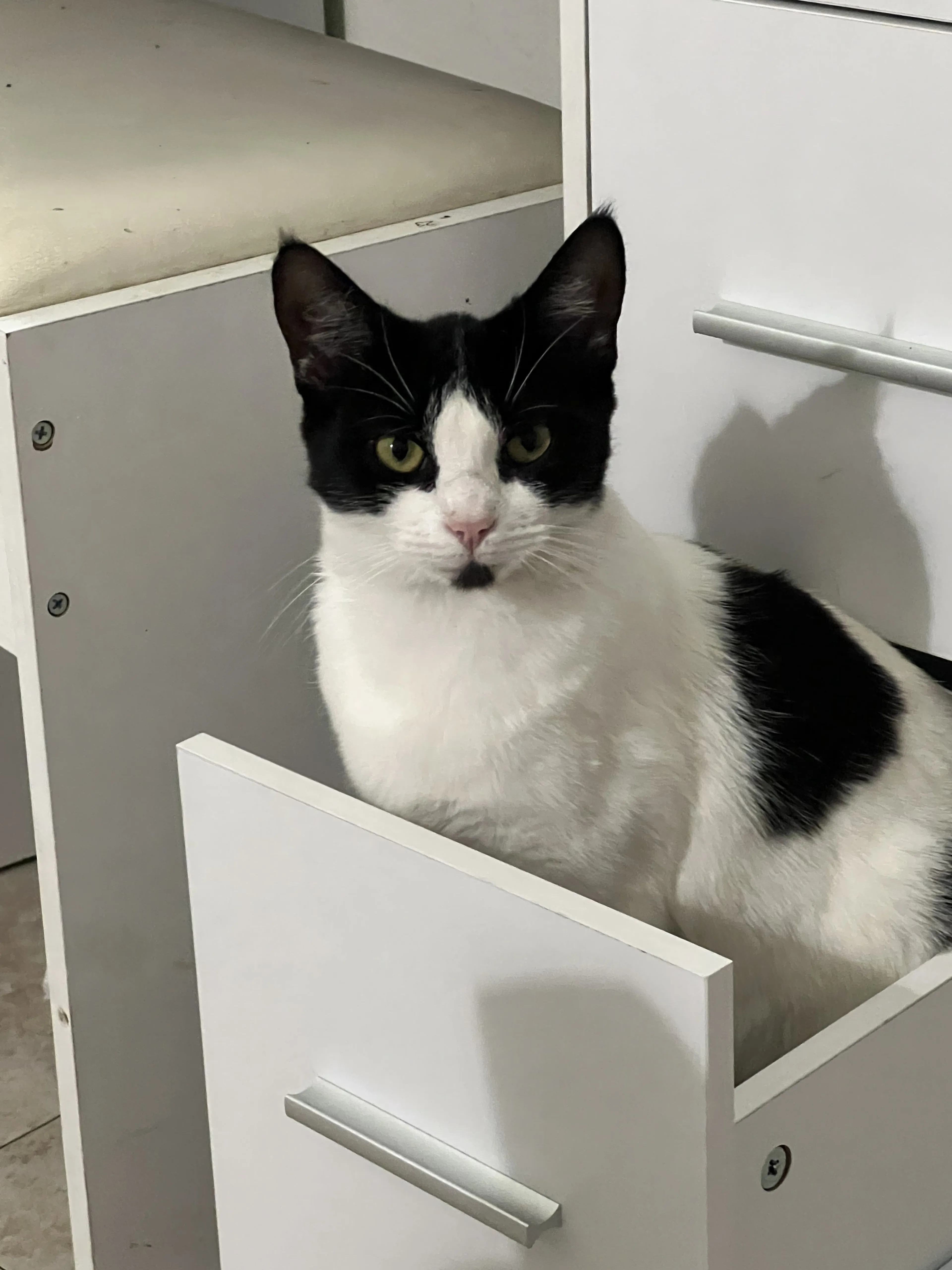 Lost pet