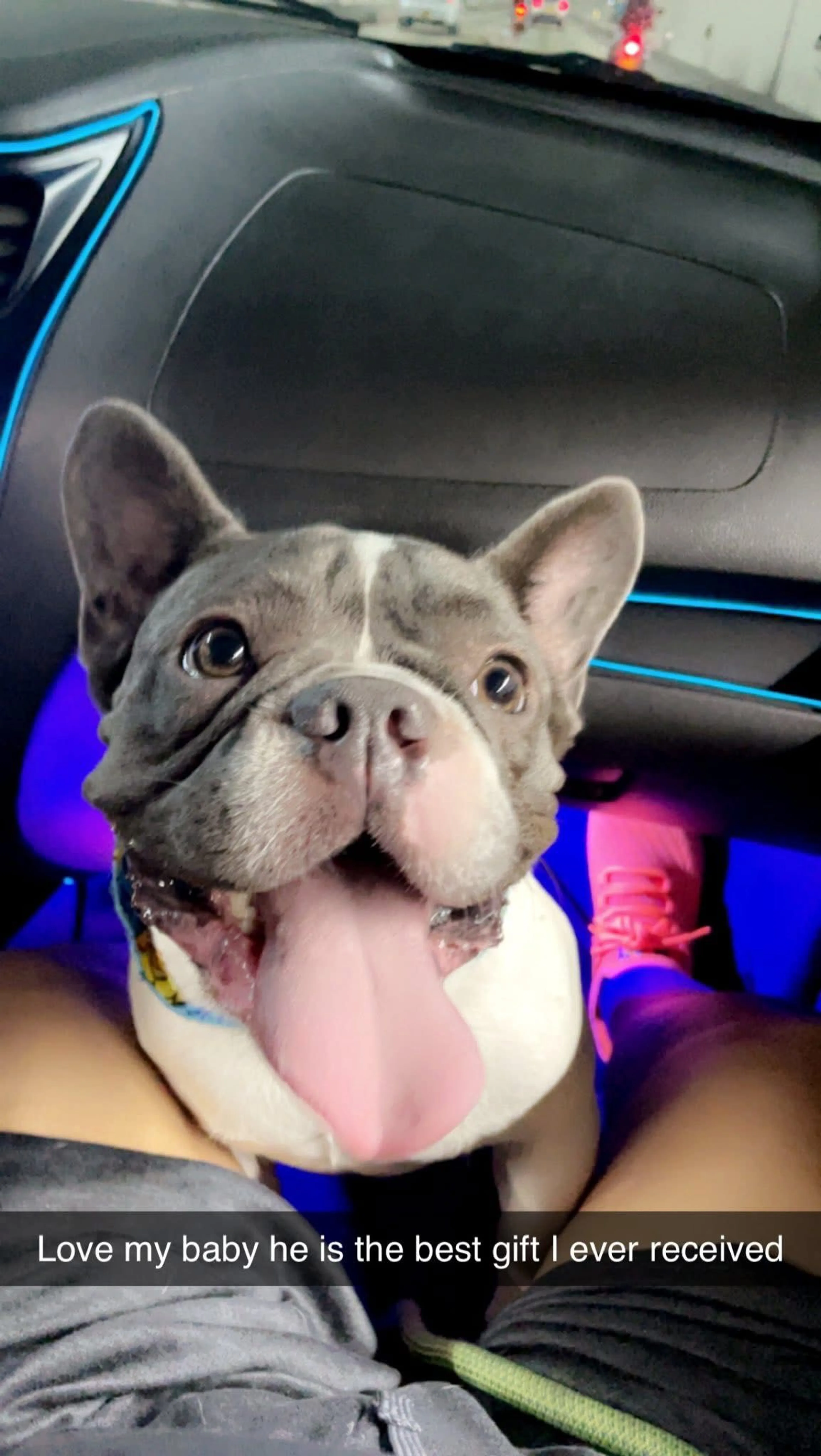 Lost pet-2