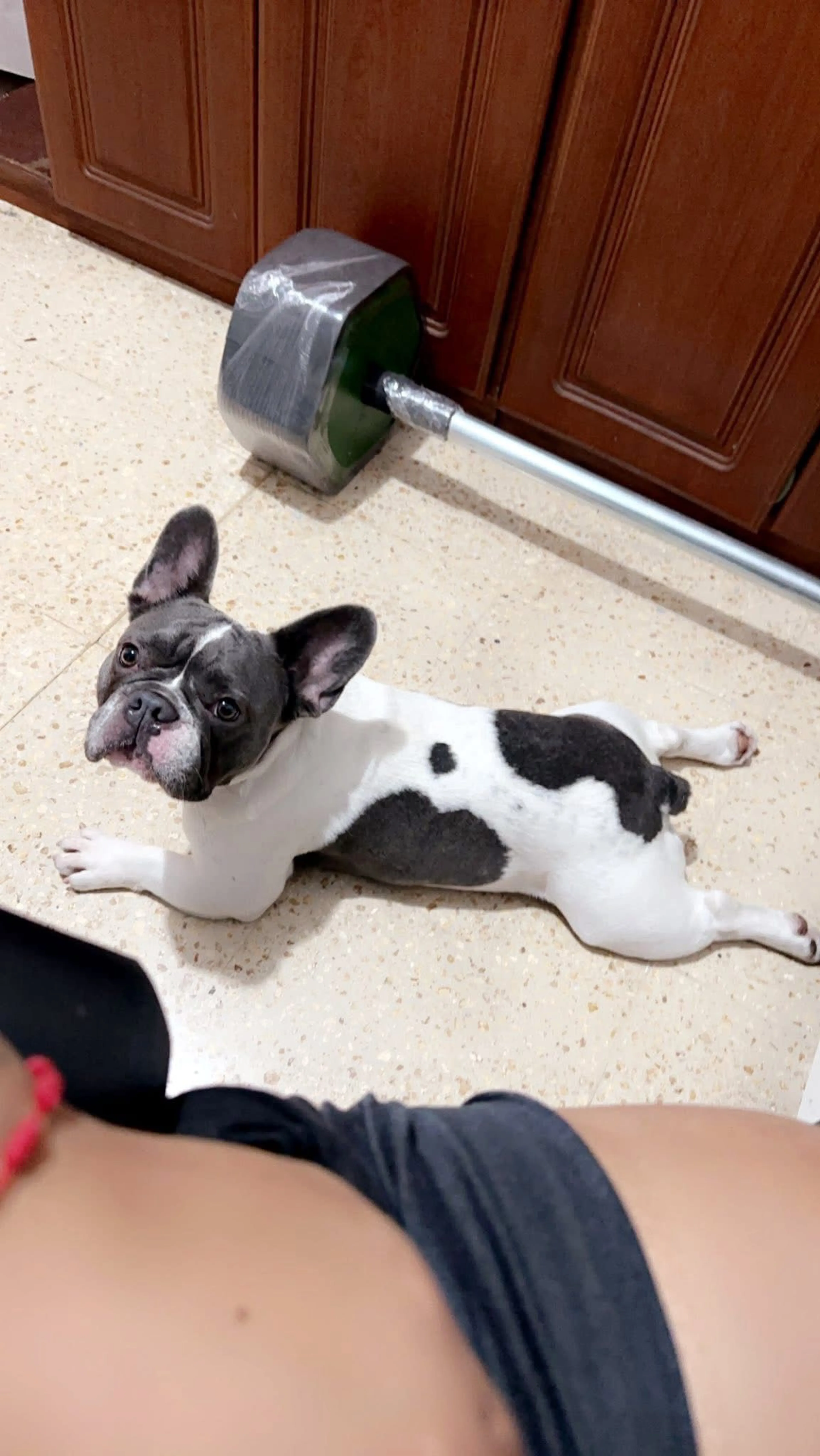Lost pet-1