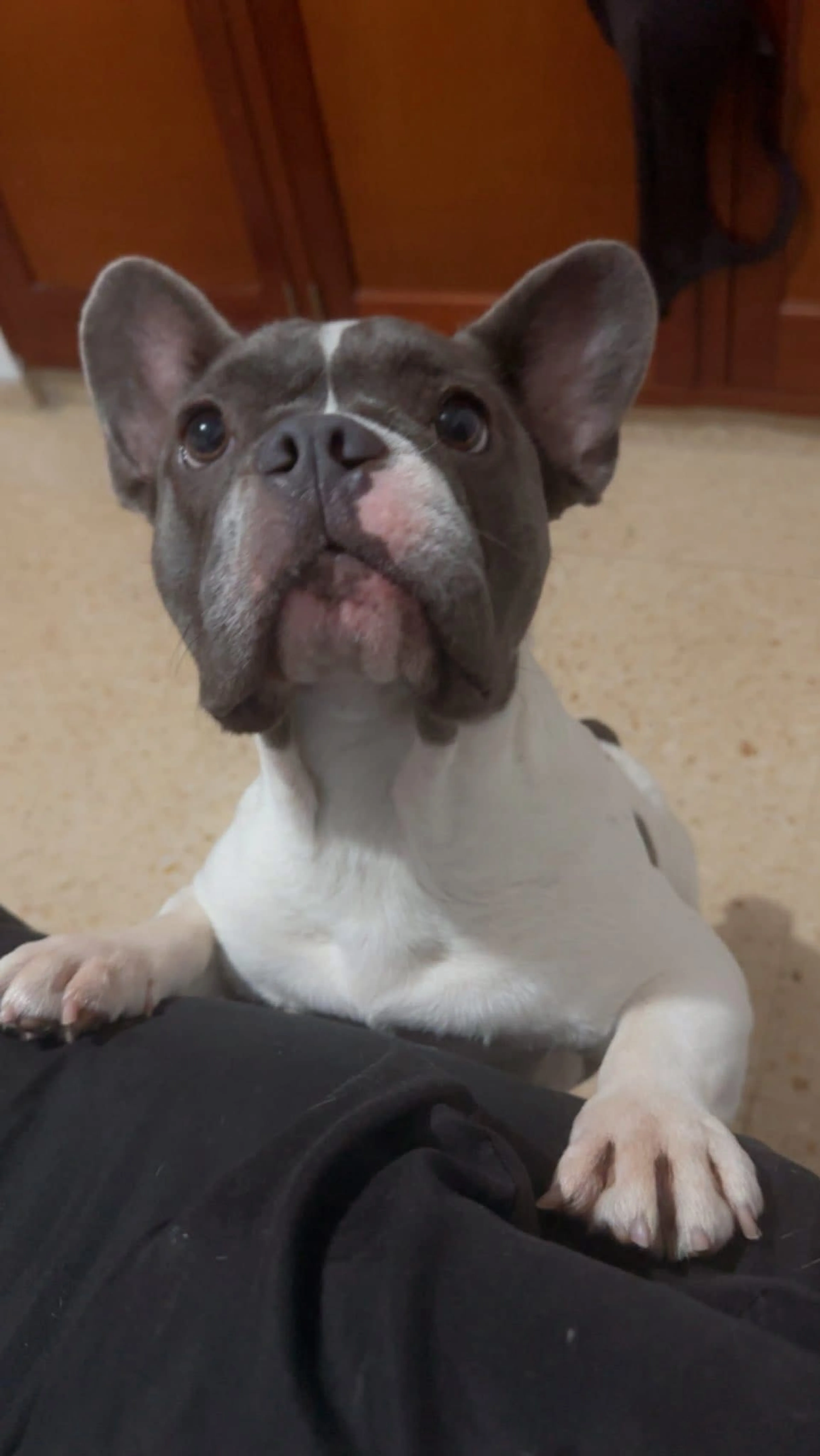 Lost pet-3