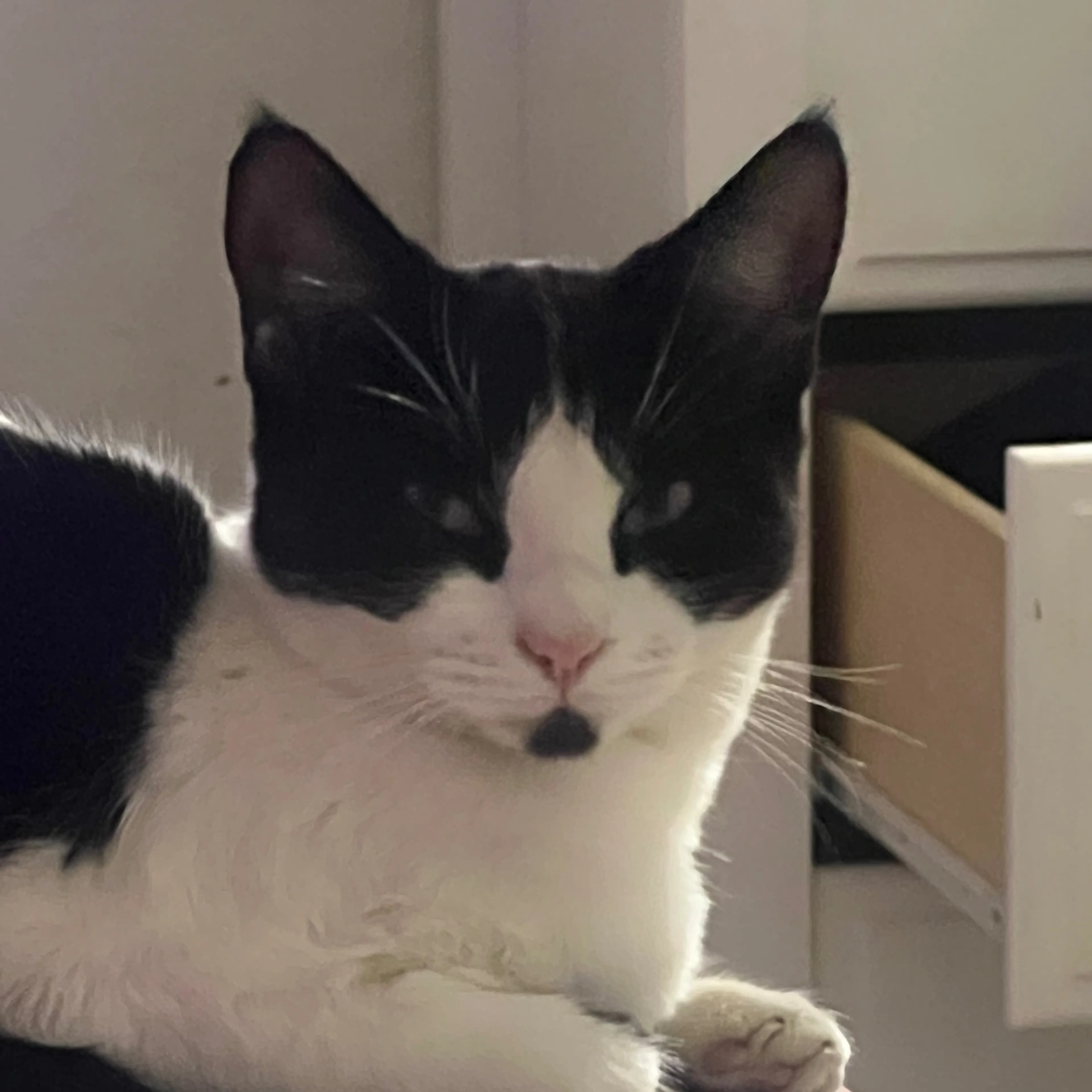Lost pet-2