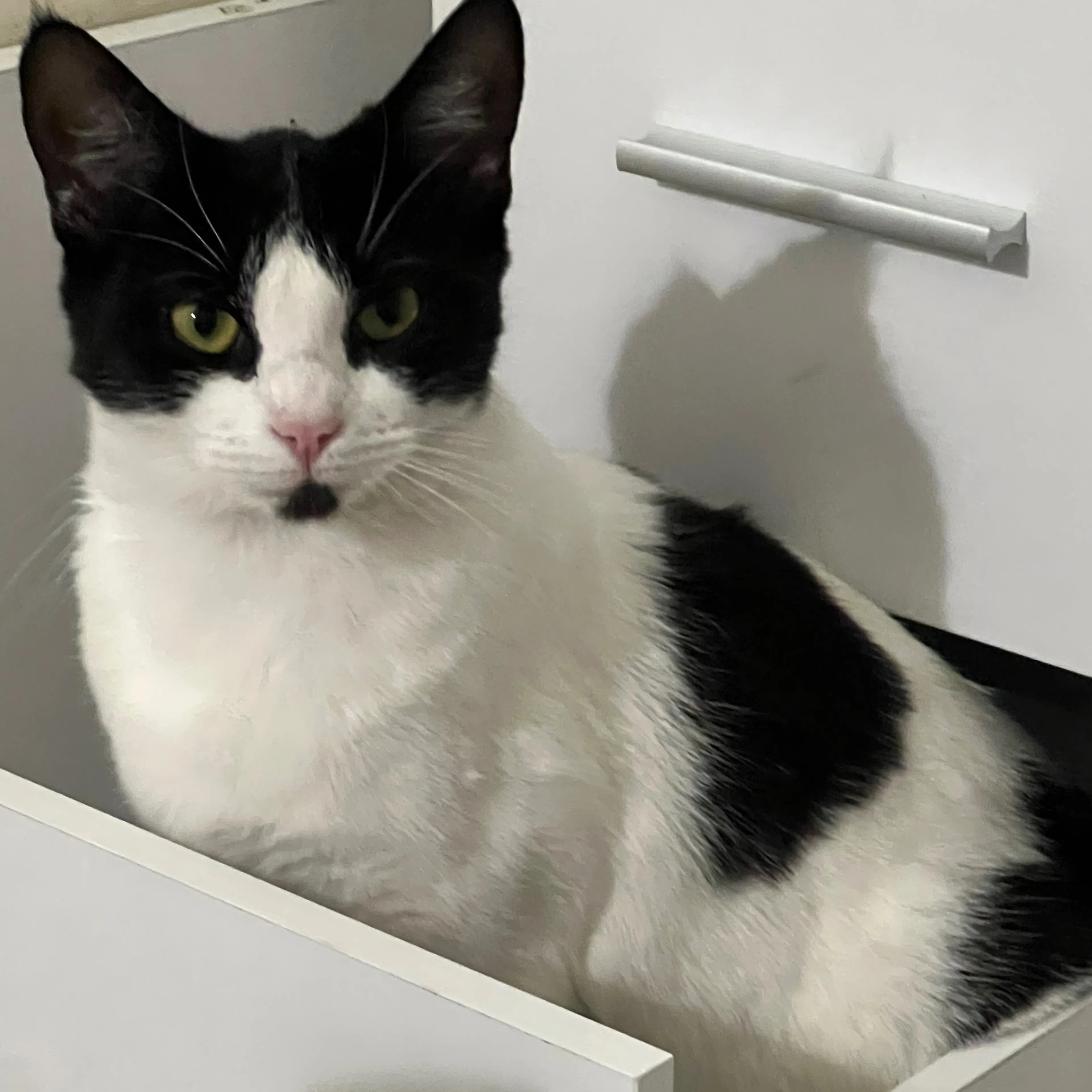 Lost pet-1