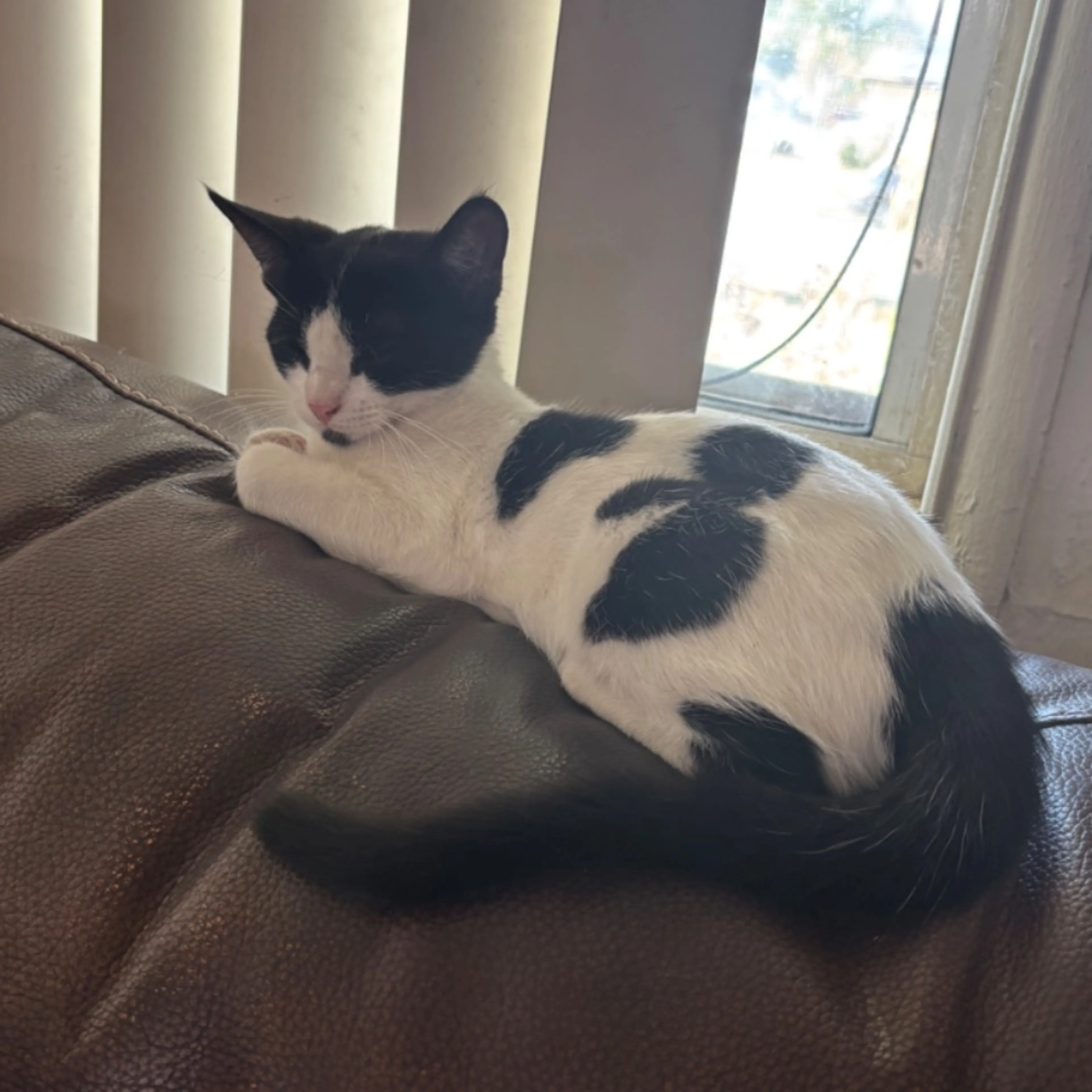 Lost pet-0