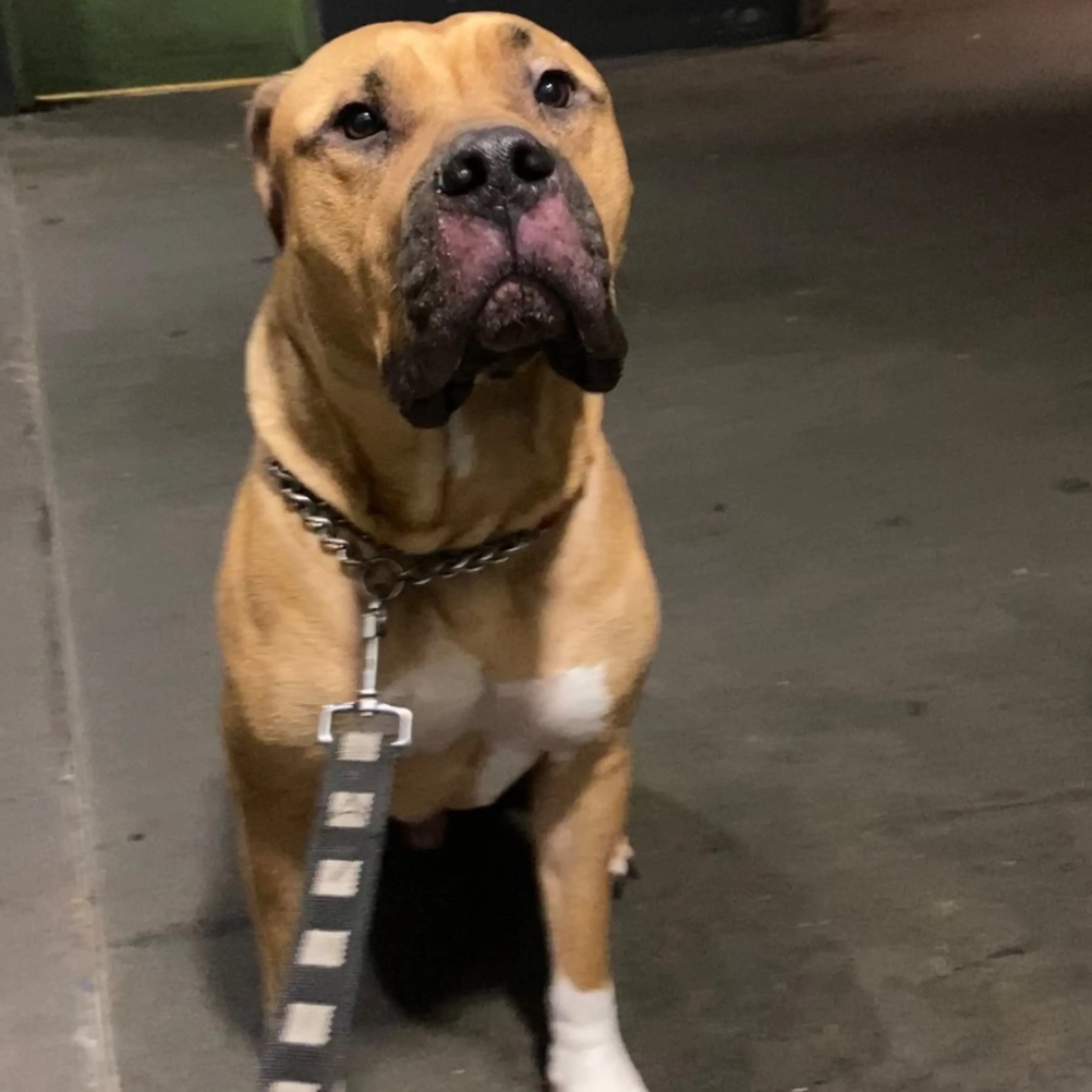 Lost pet