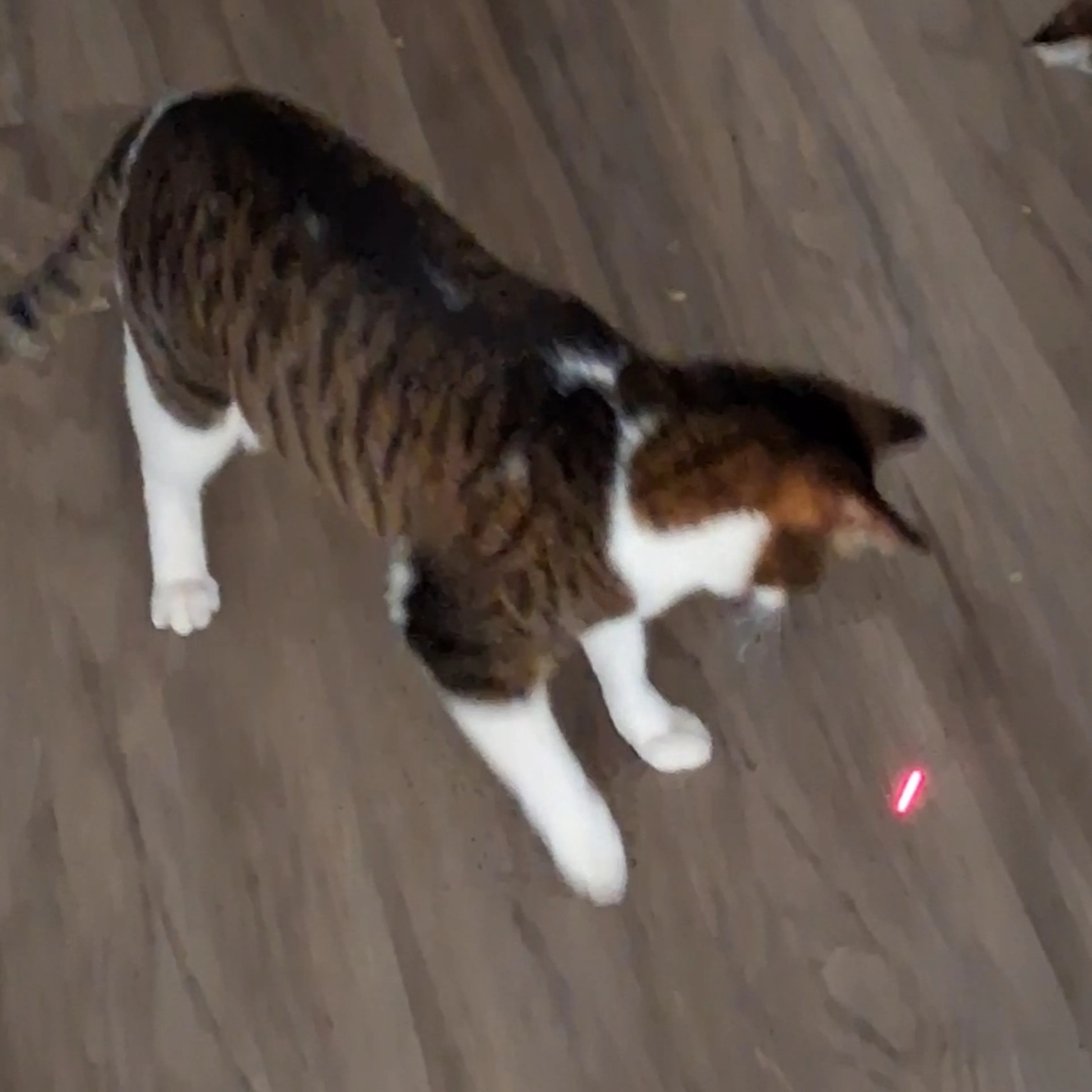 Lost pet-1