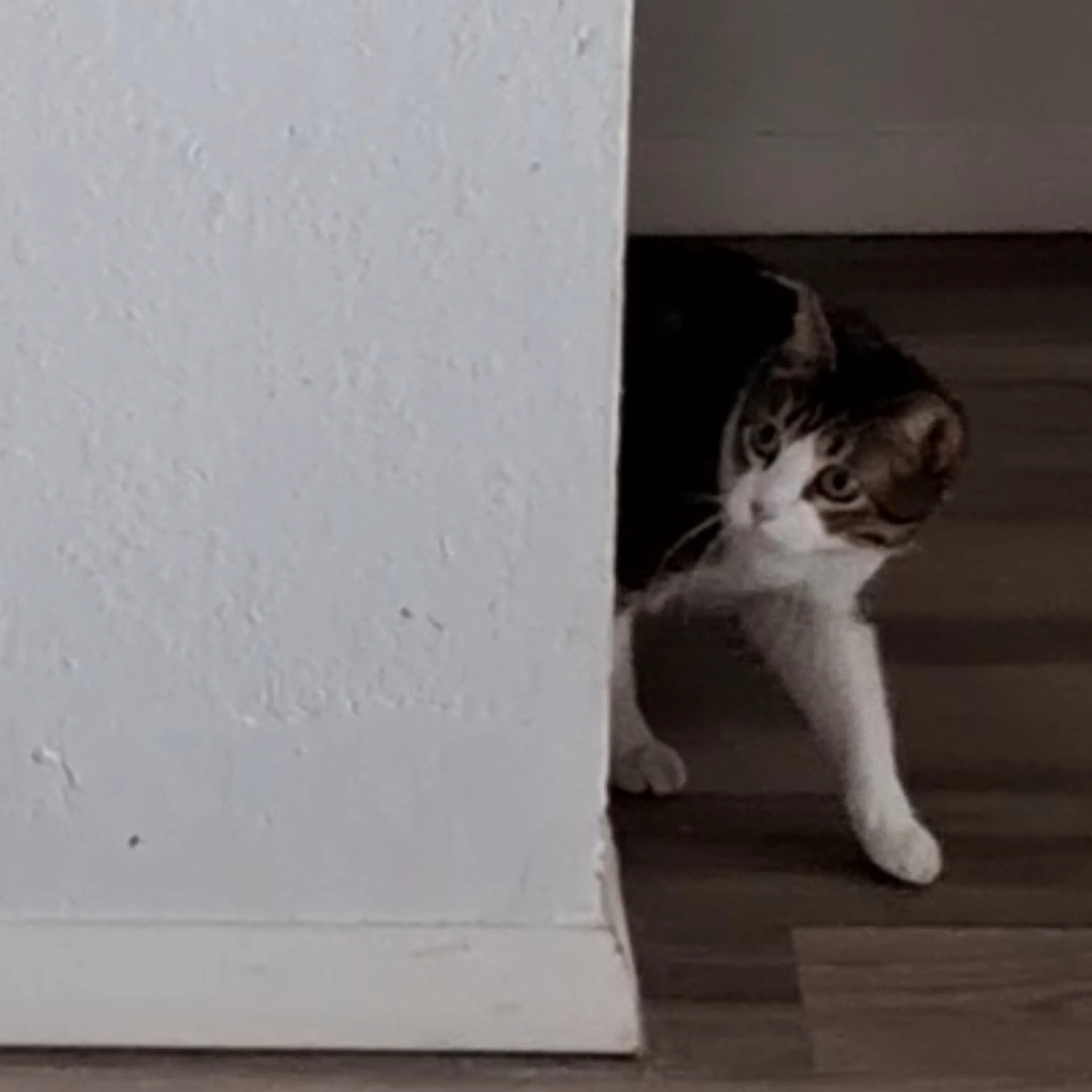 Lost pet-2