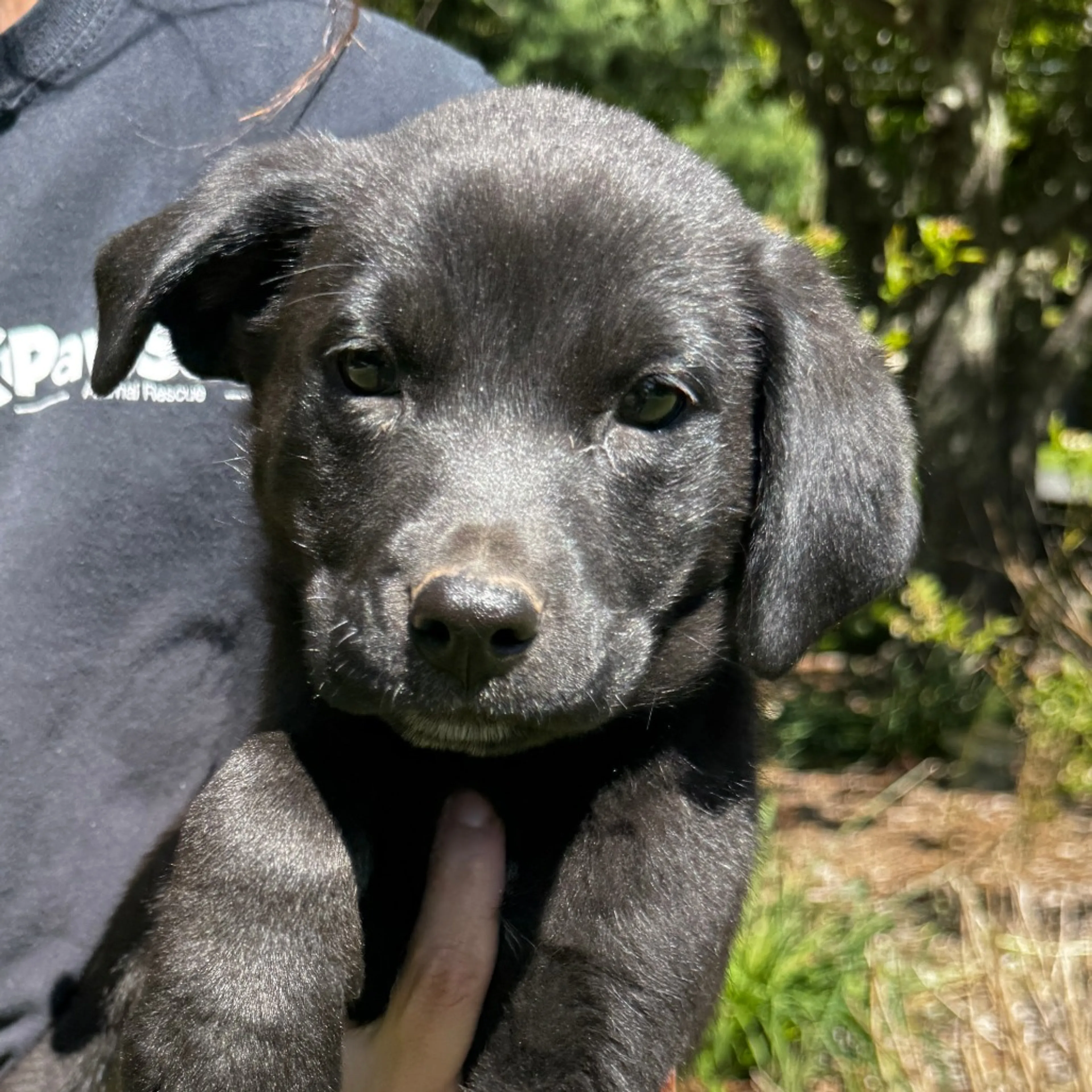 Found pet-2