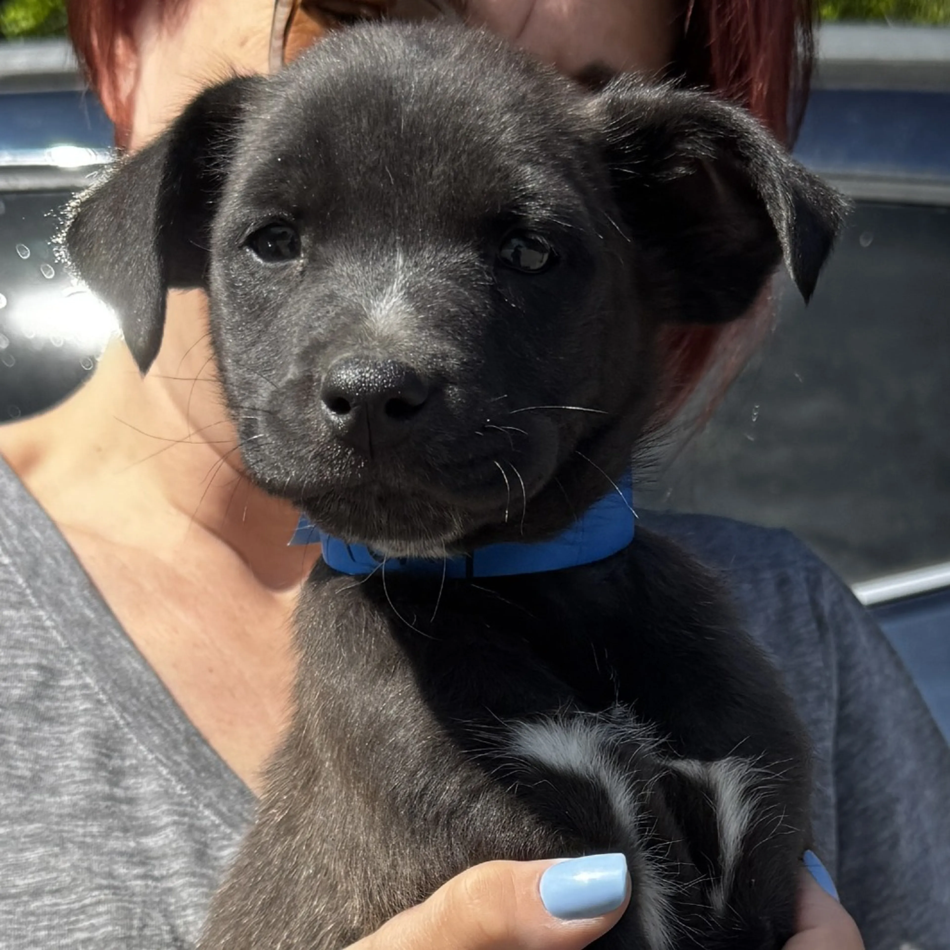 Found pet-1