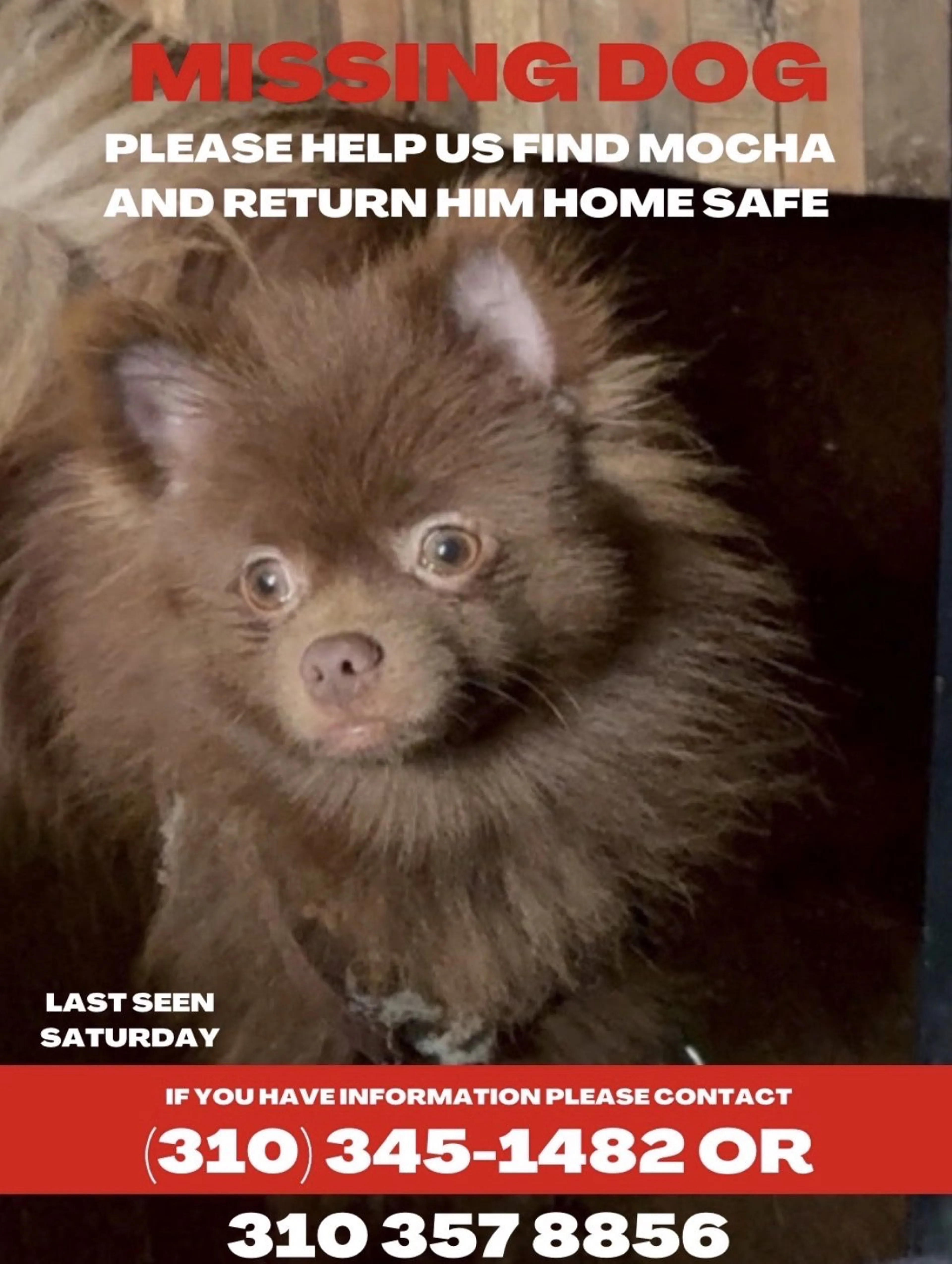 Lost pet-1