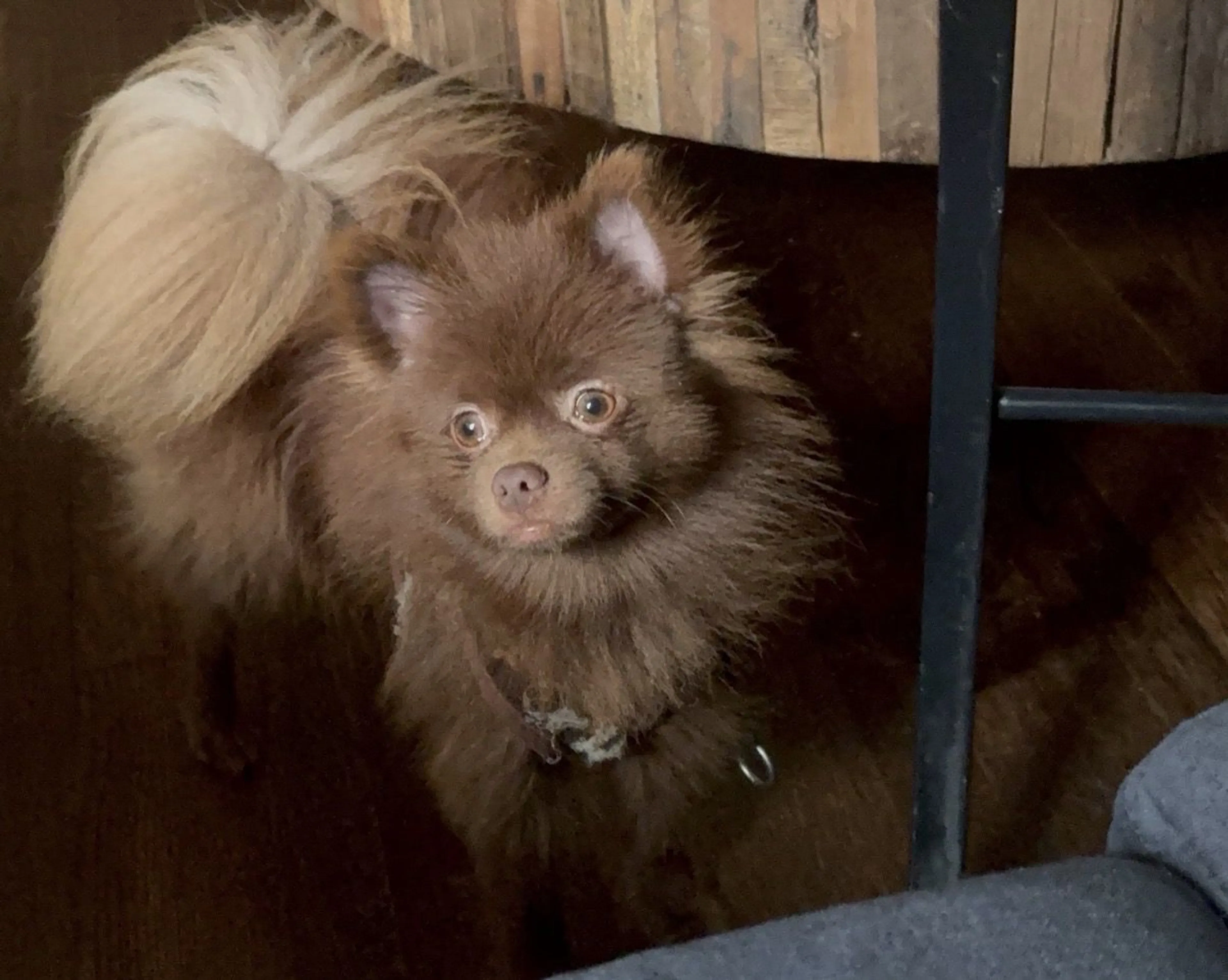 Lost pet-2