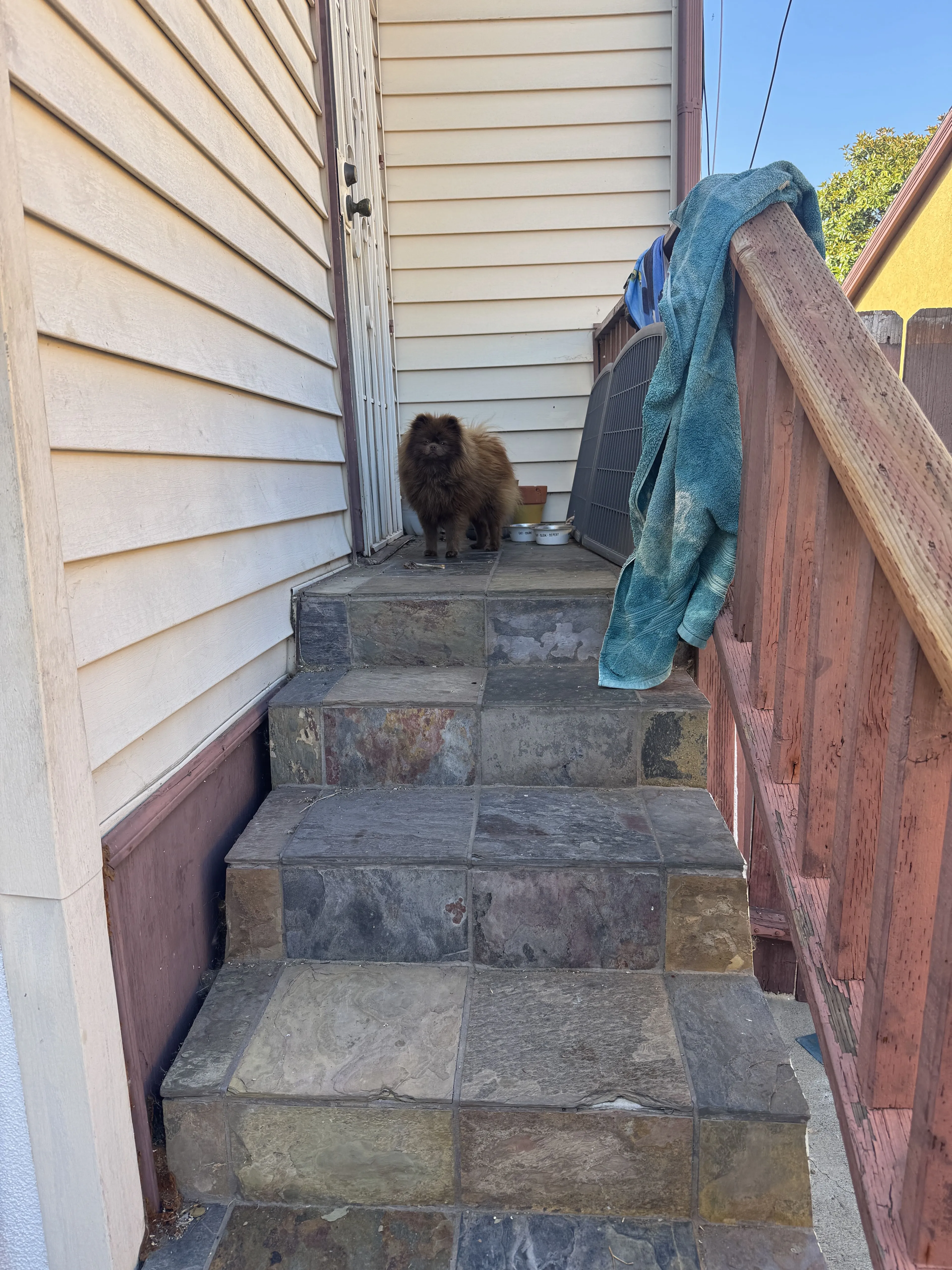 Lost pet-0