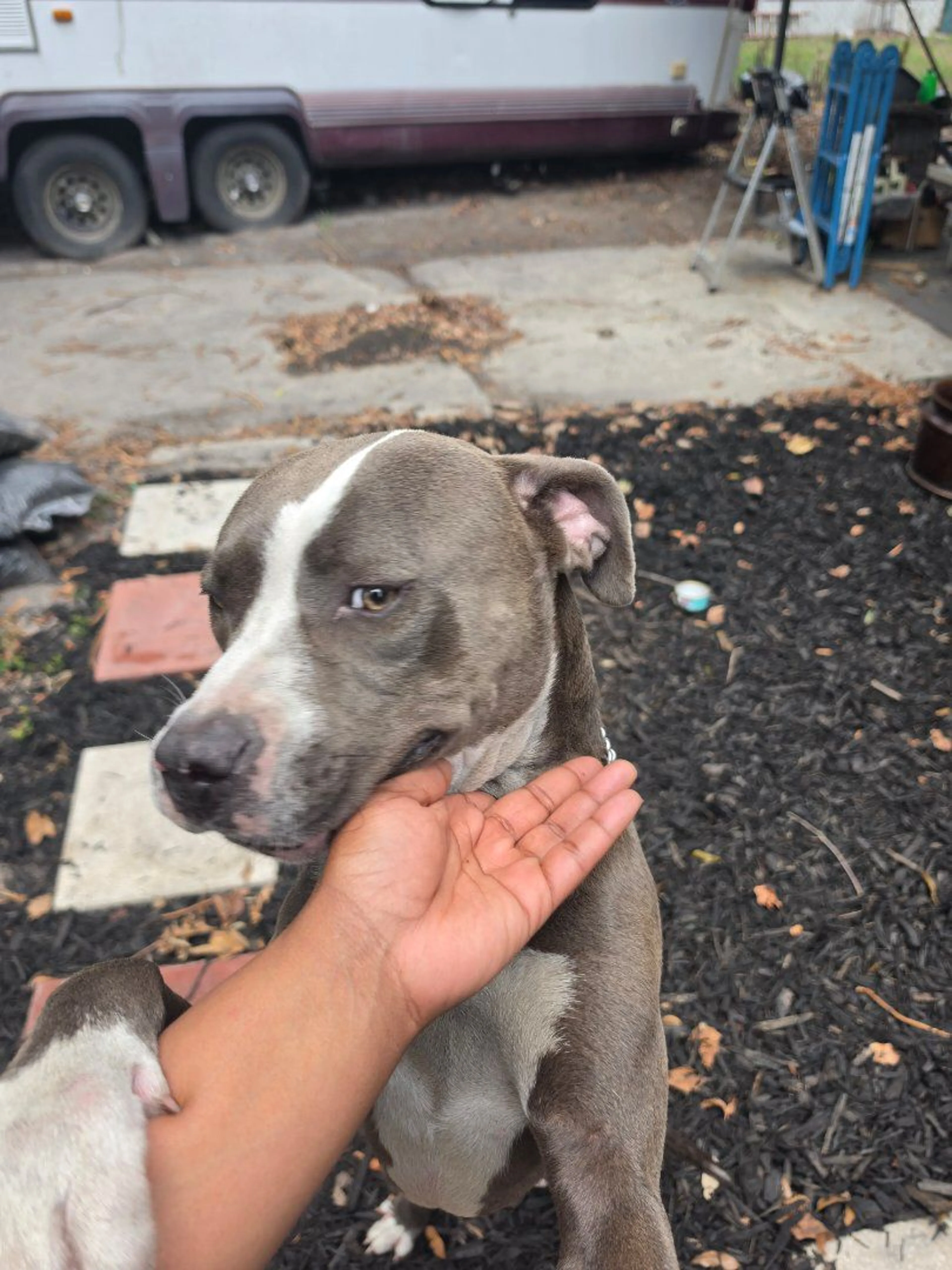 Lost pet-0