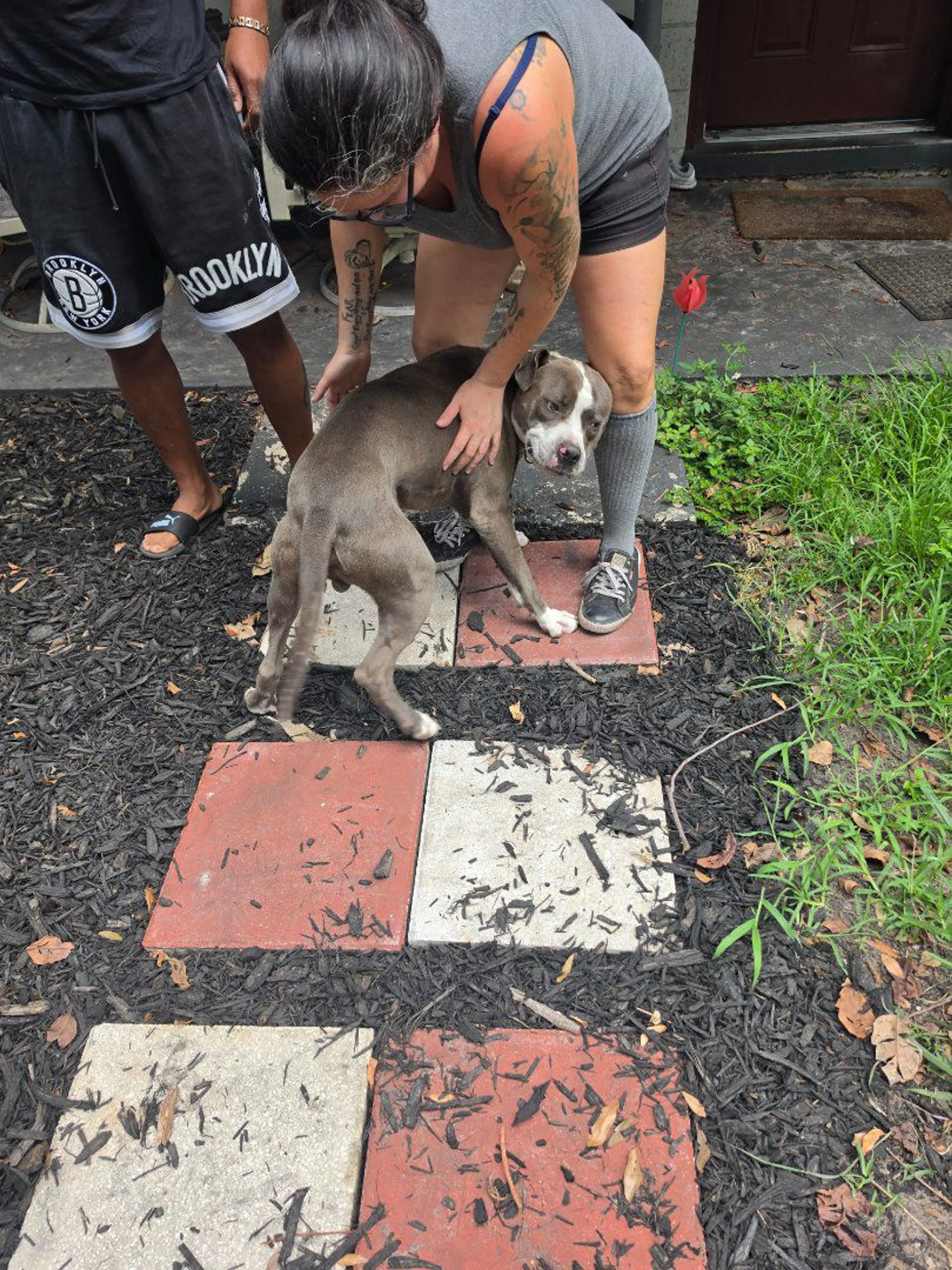 Lost pet-1