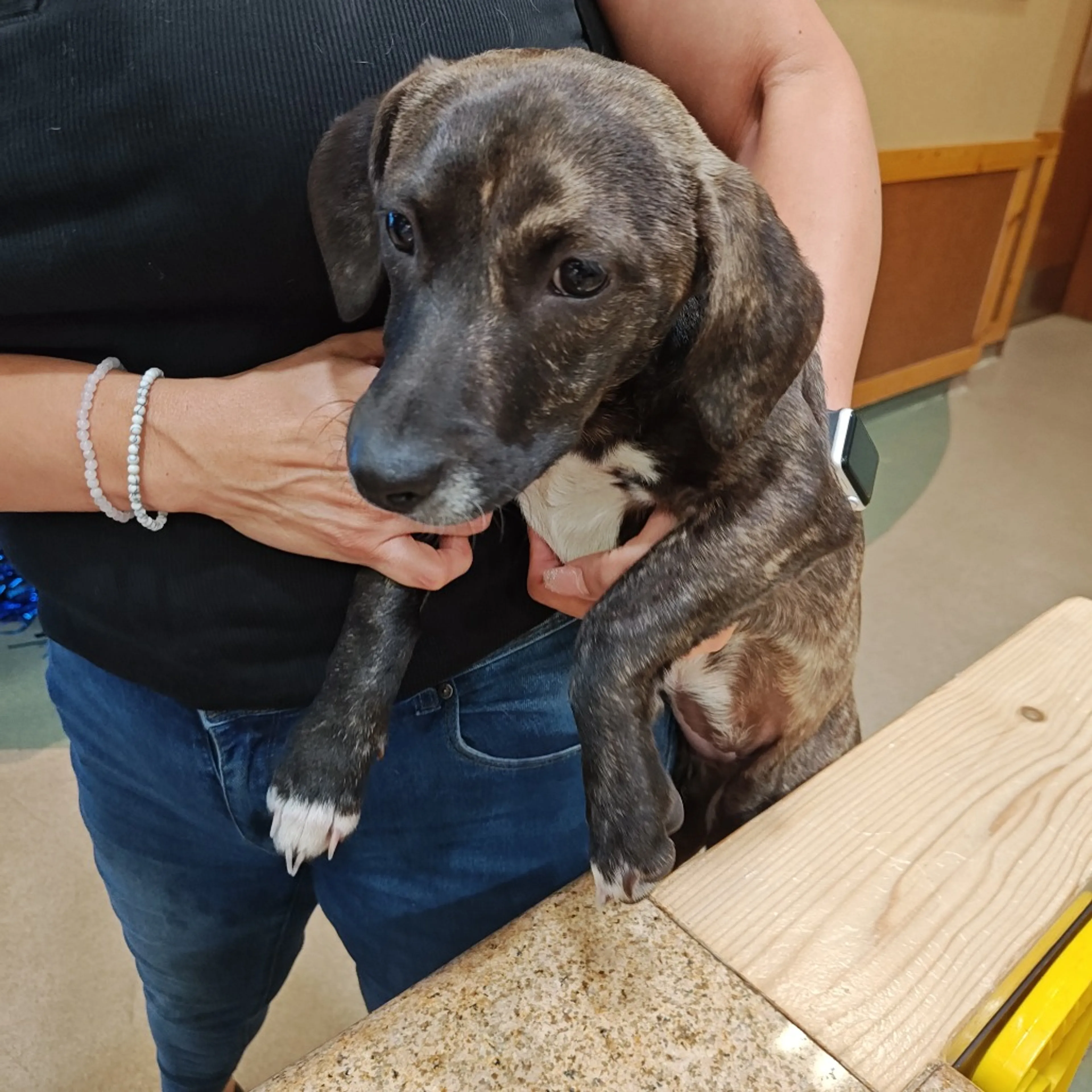 Found pet