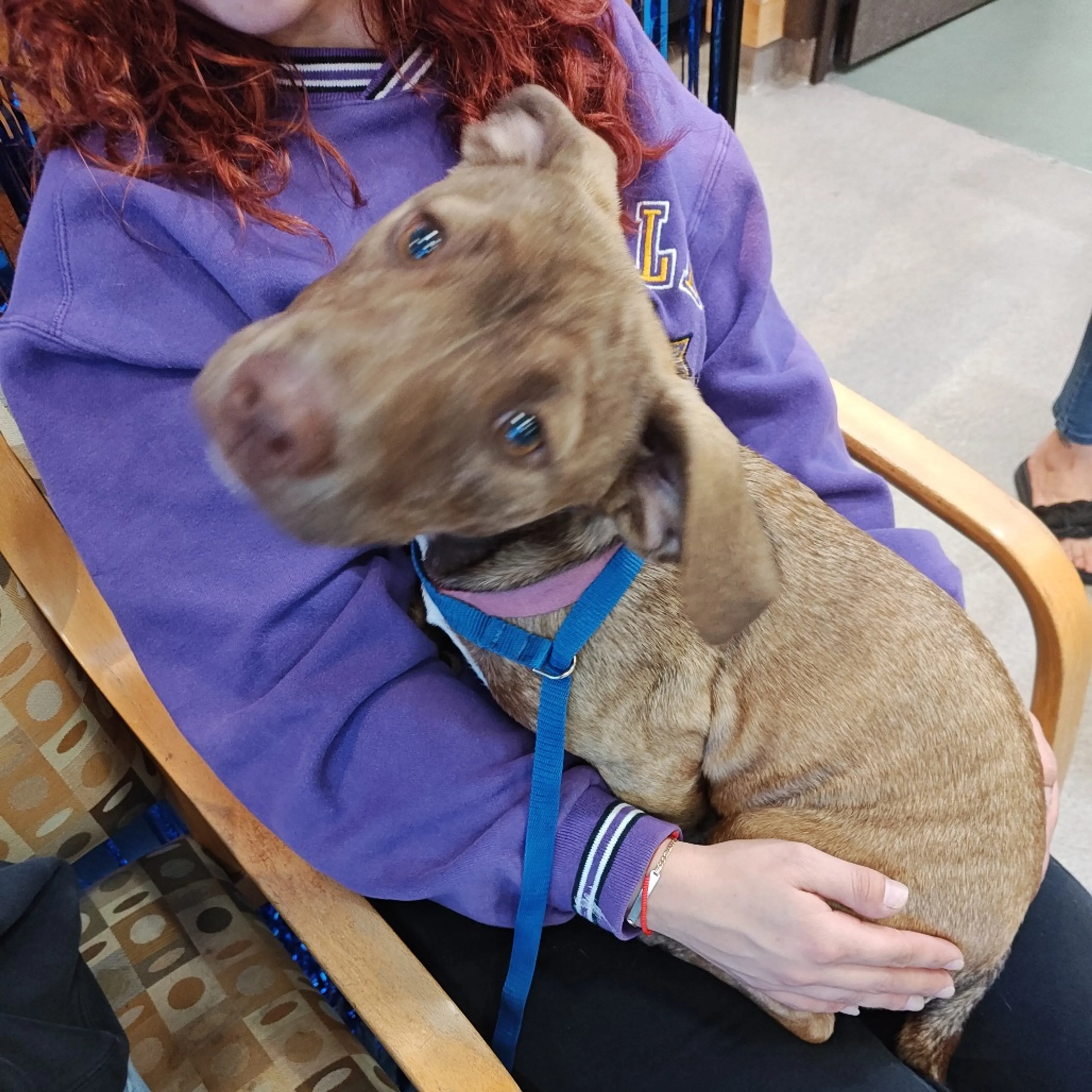 Found pet