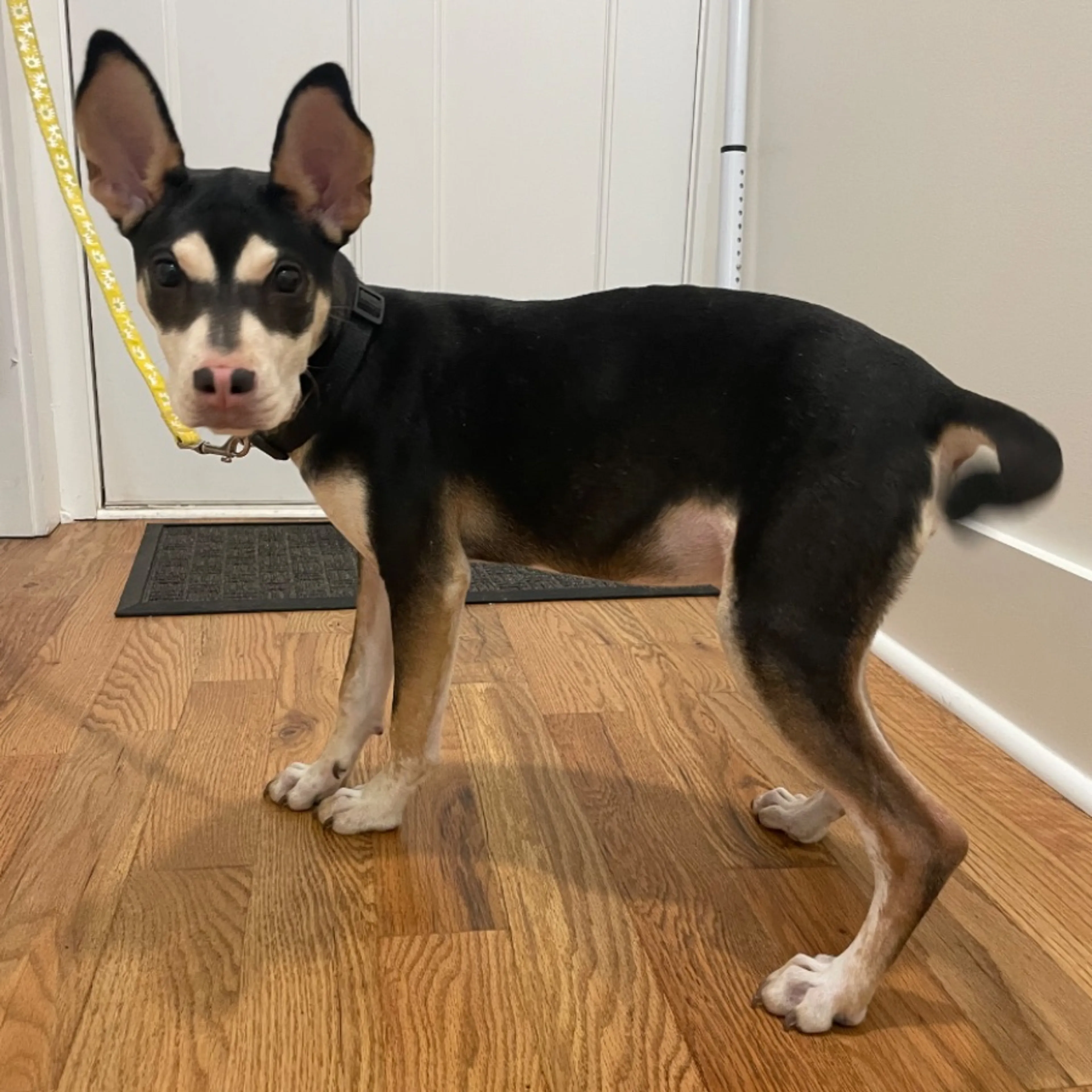 Found pet