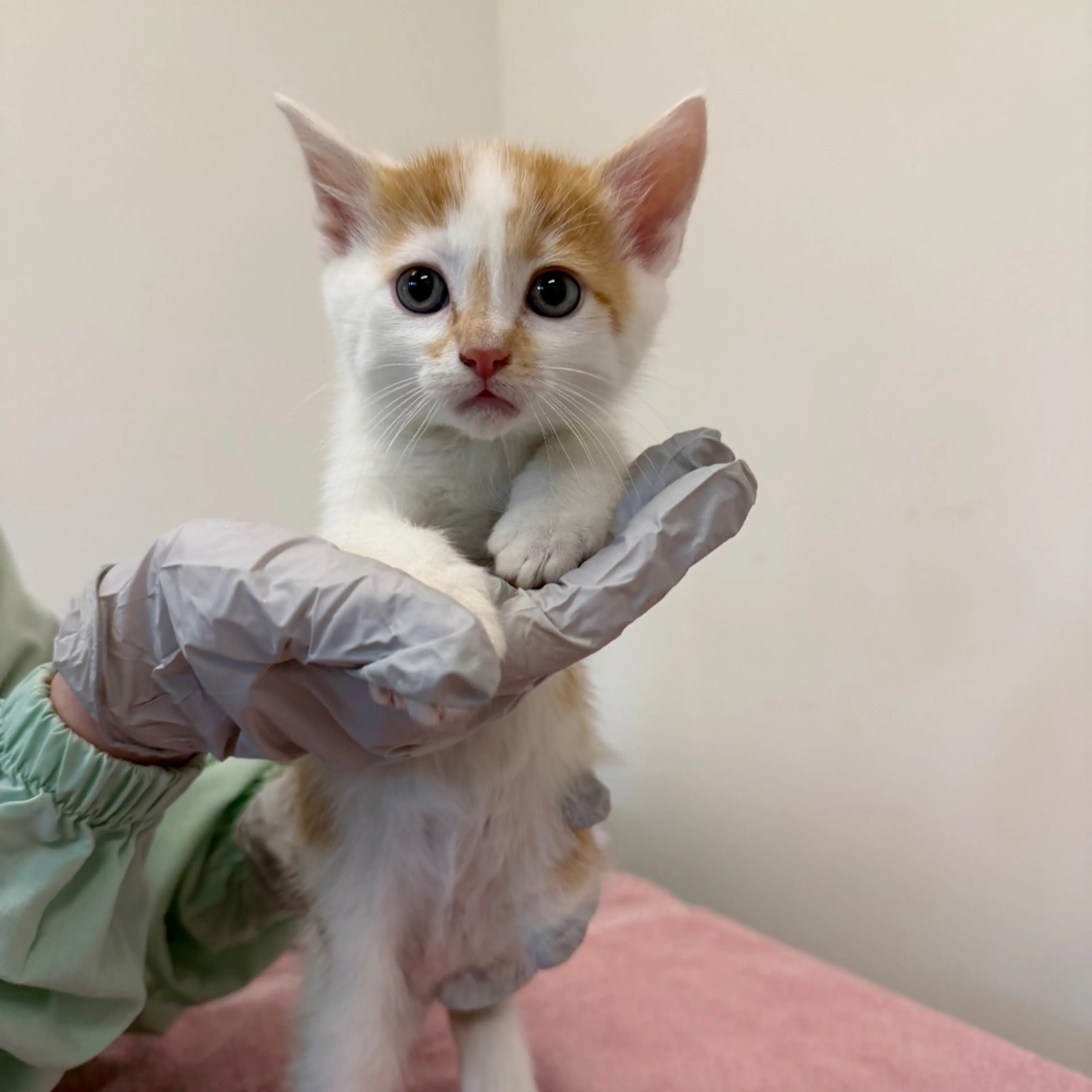Found pet
