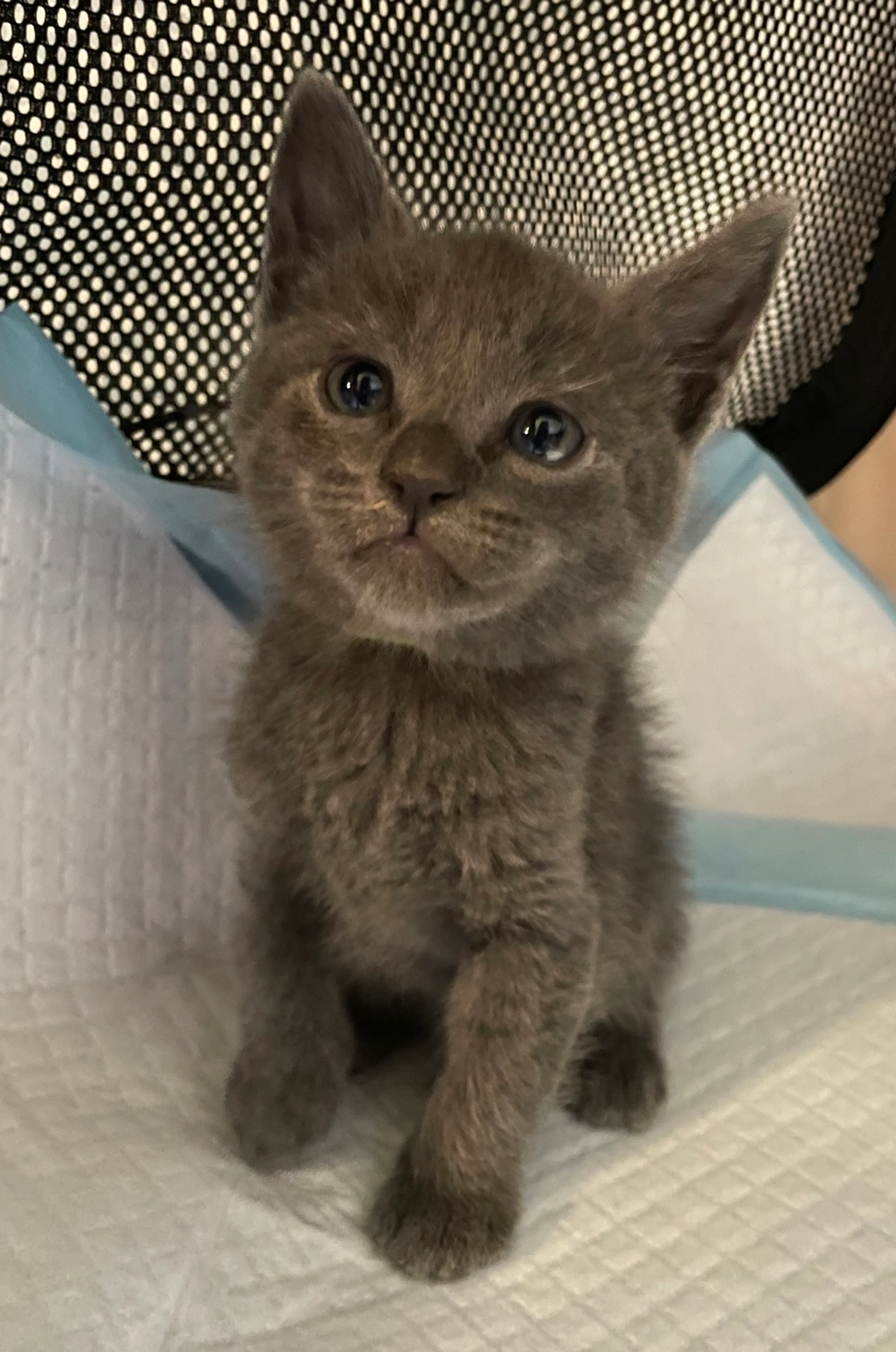 Found pet