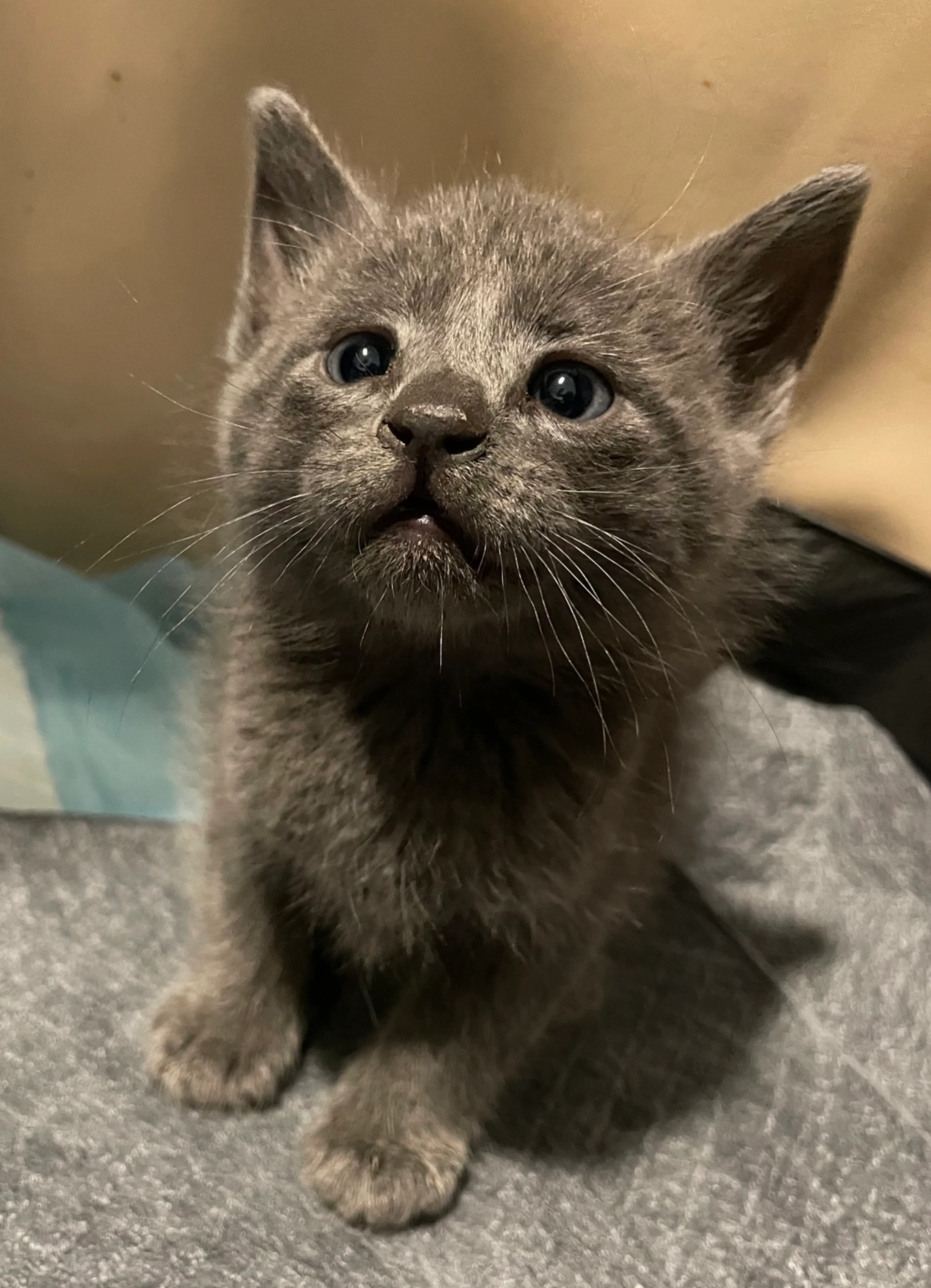 Found pet