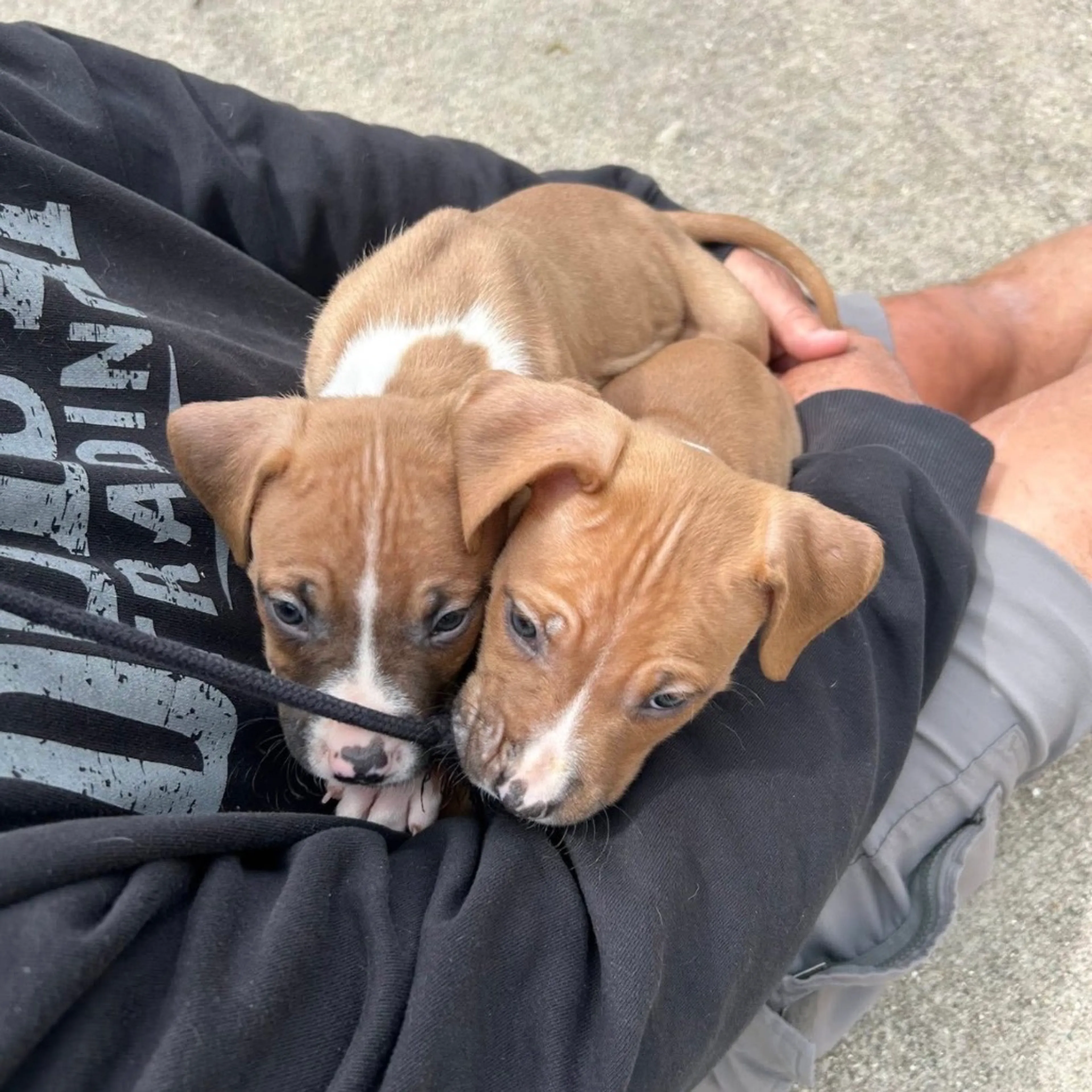 Found pet-2